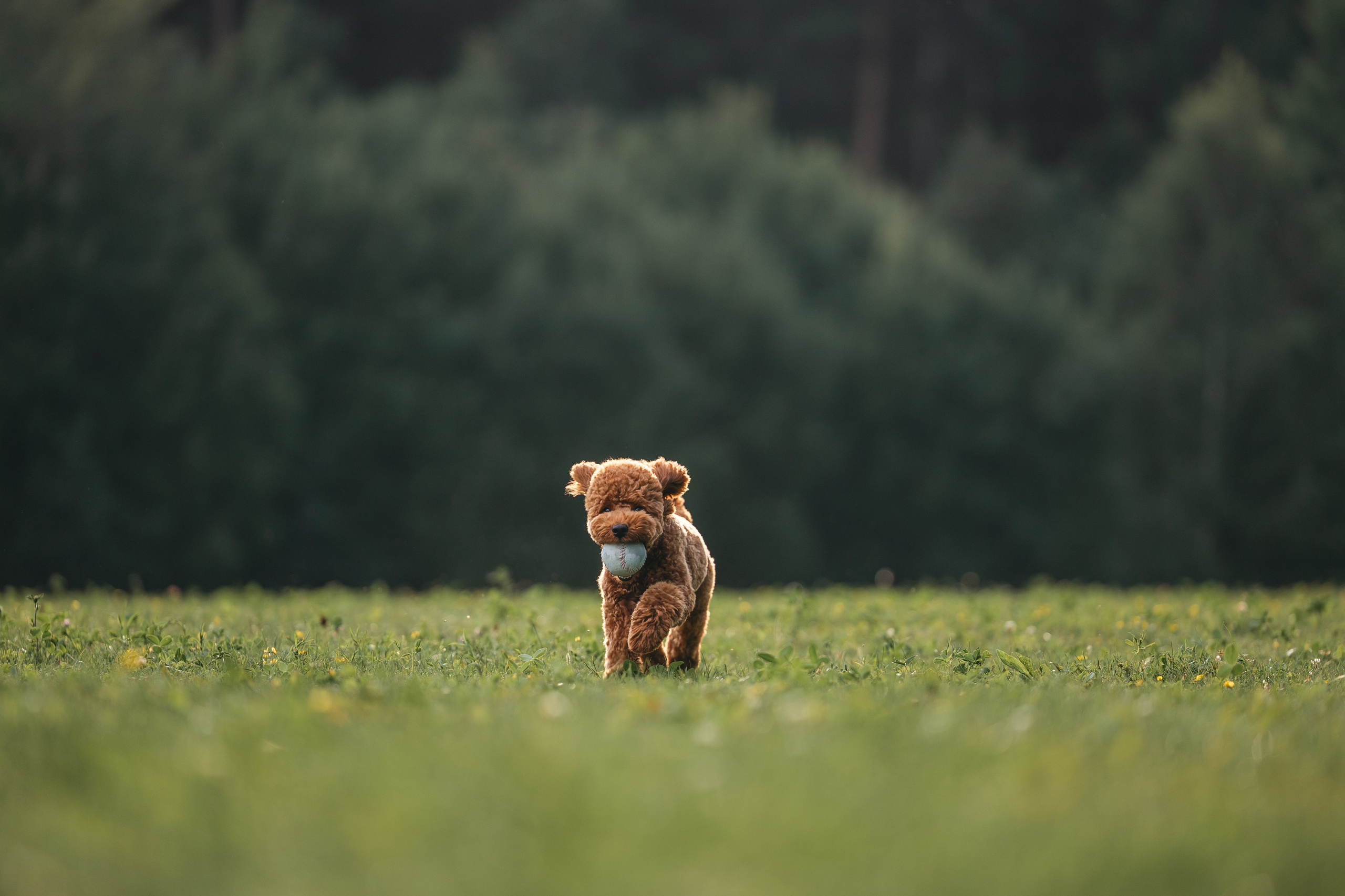 Джек. Фотограф Анималист в Москве Анастасия Жучкова