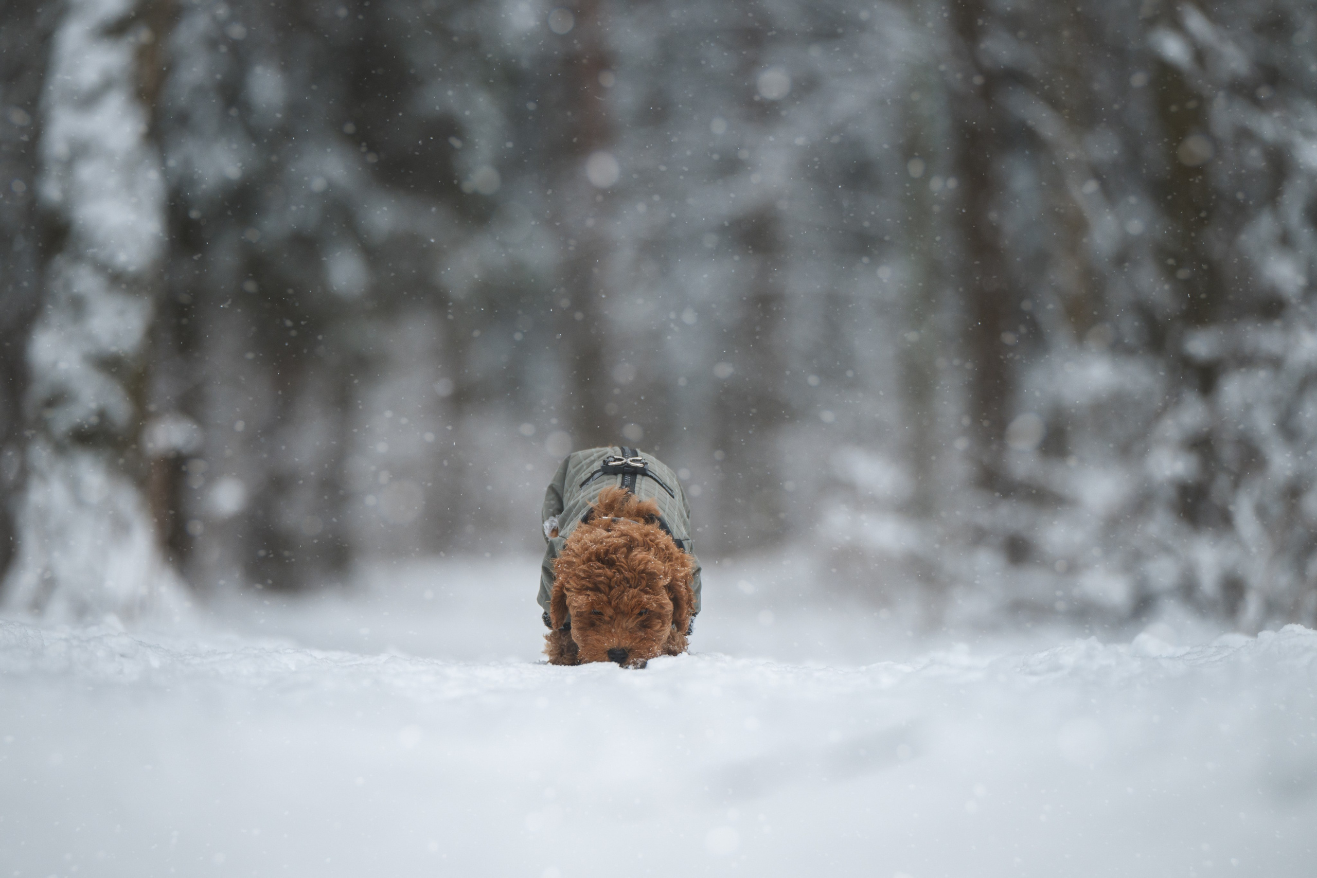 Щенок пуделя. Фотограф Анималист в Москве Анастасия Жучкова