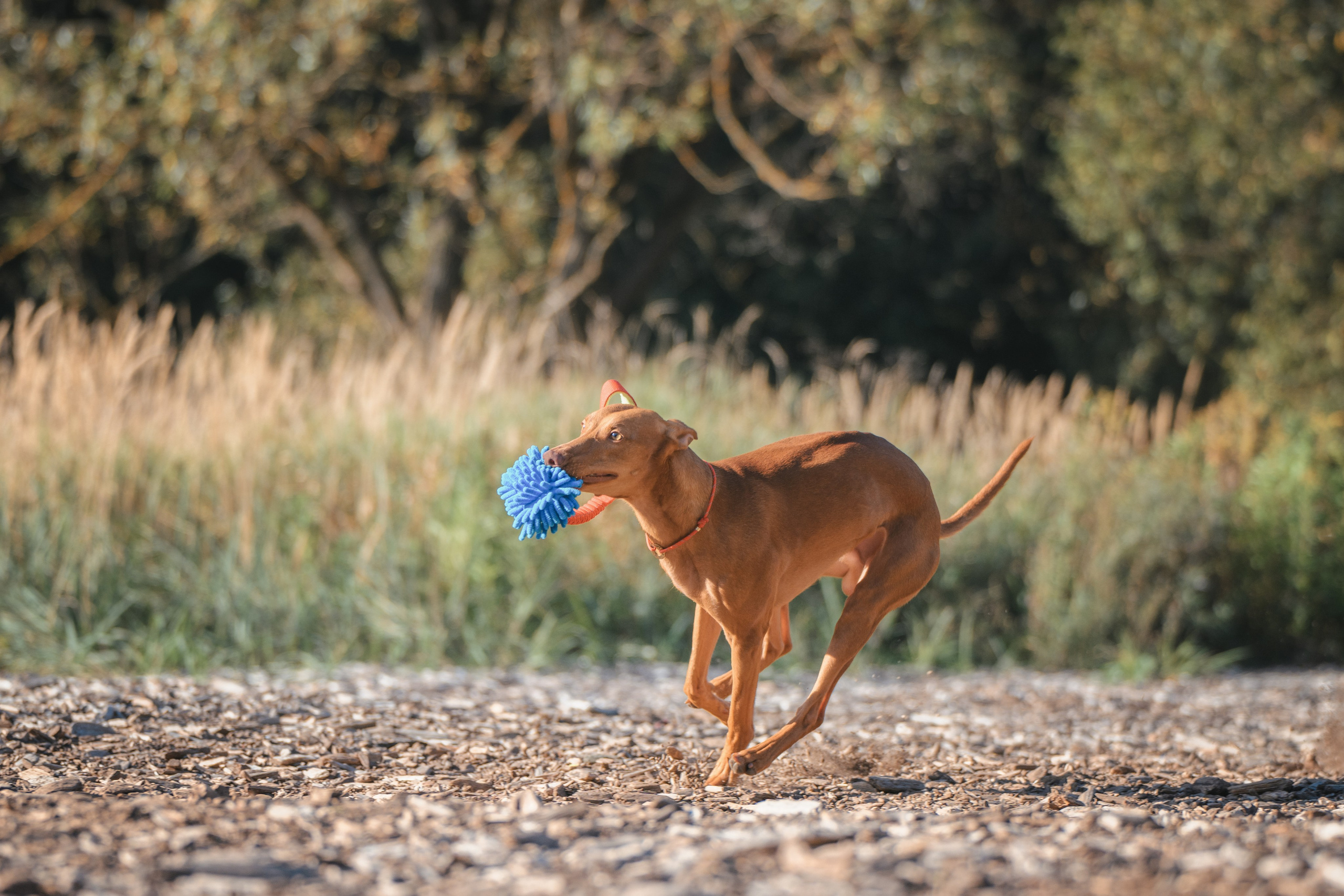 Чирнеко. Лесная прогулка. Фотограф Анималист в Москве Анастасия Жучкова
