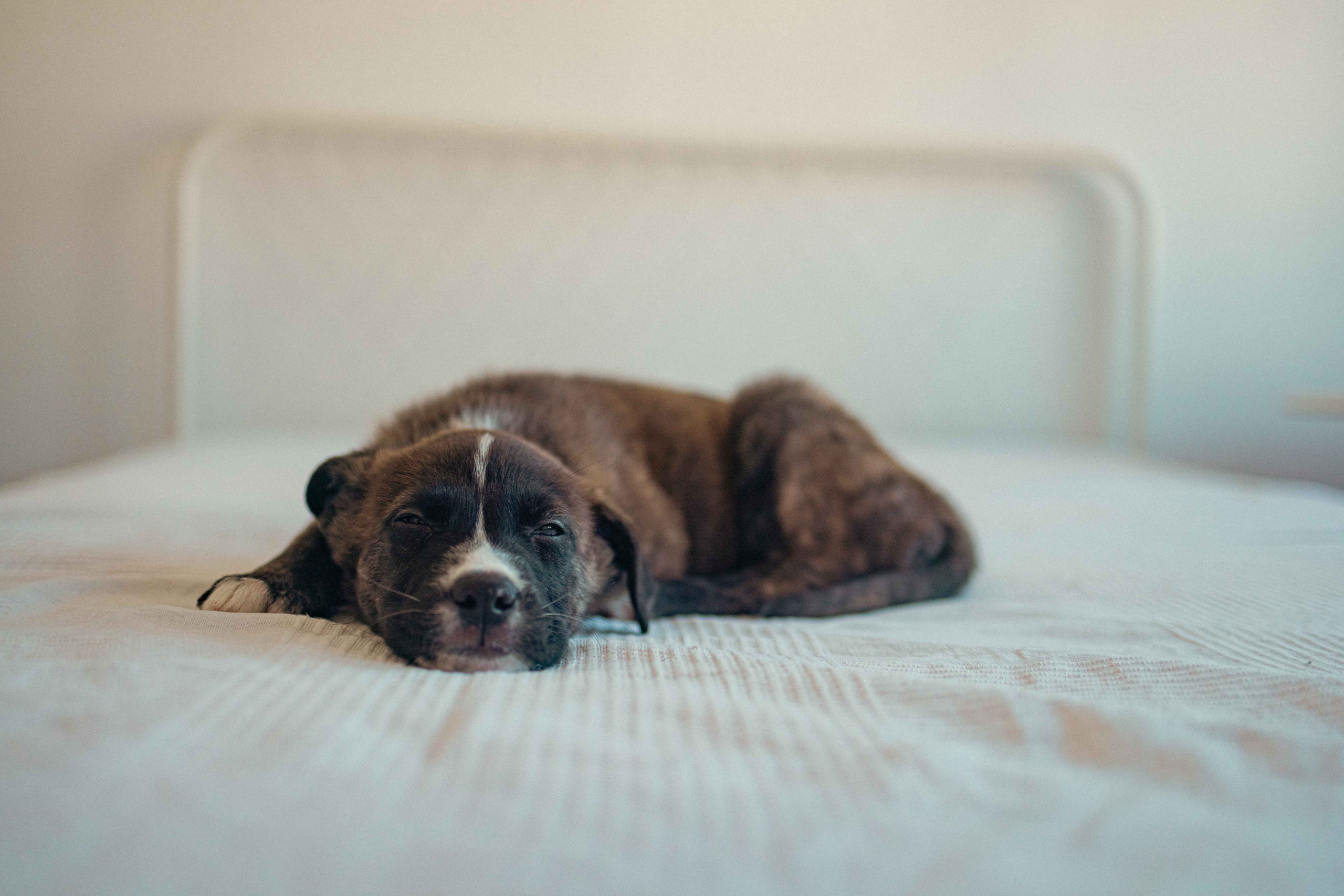 Гайка. Фотограф-анималист в Москве Лера Черноног