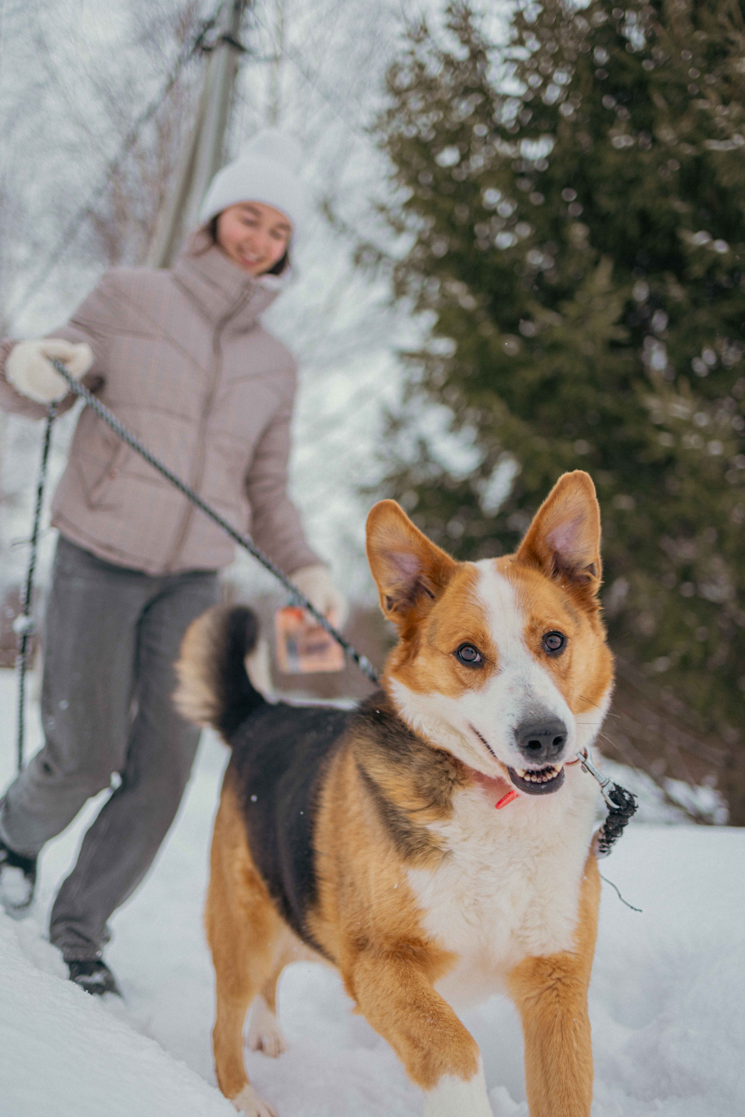 Петя. Фотограф-анималист в Москве Лера Черноног