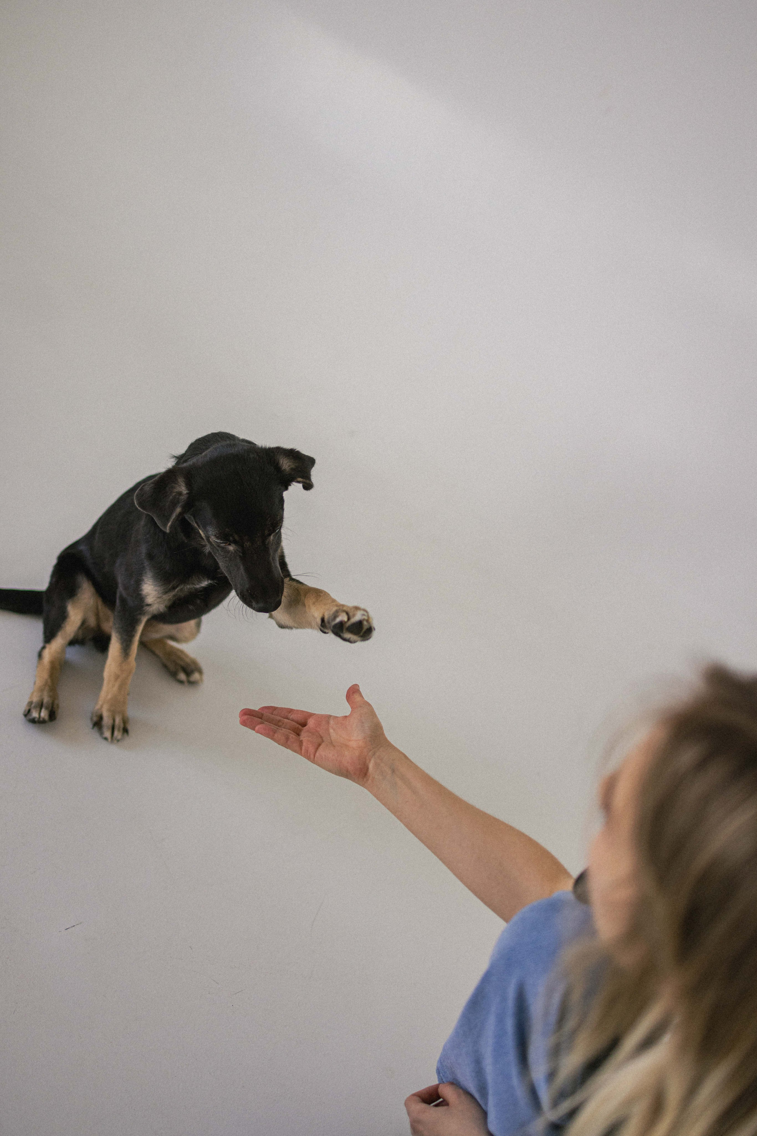 Крис и Тэдди. Фотограф-анималист в Москве Лера Черноног