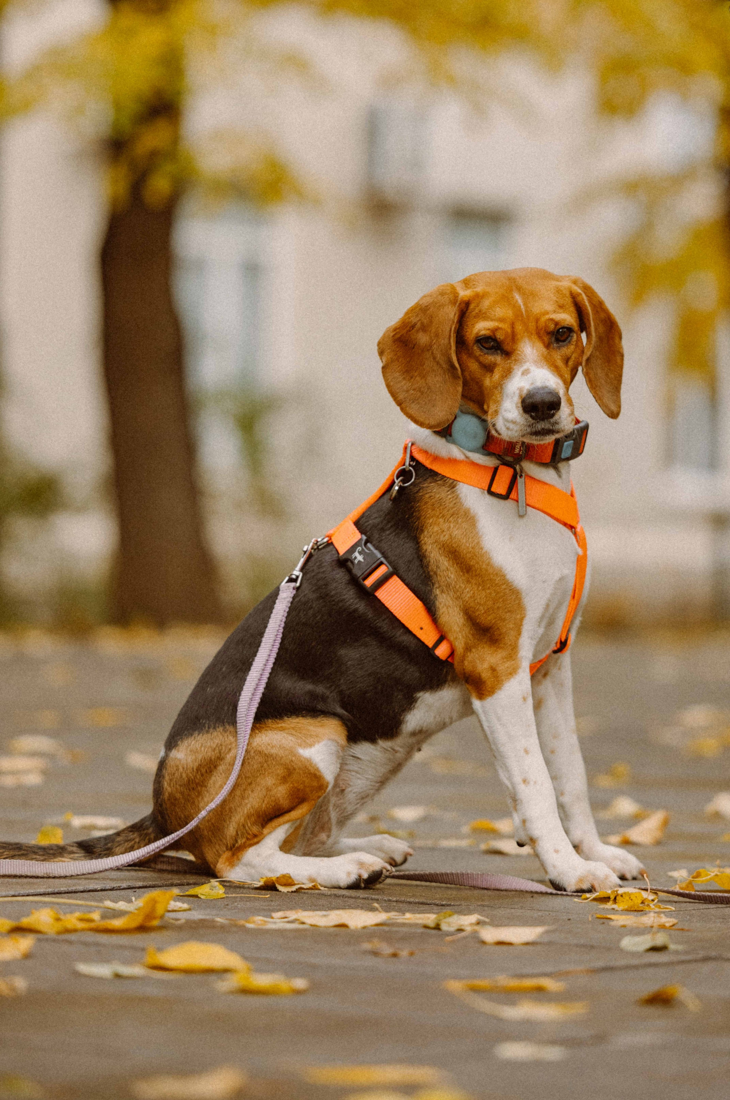 Света и Ива. Фотограф-анималист в Москве Лера Черноног