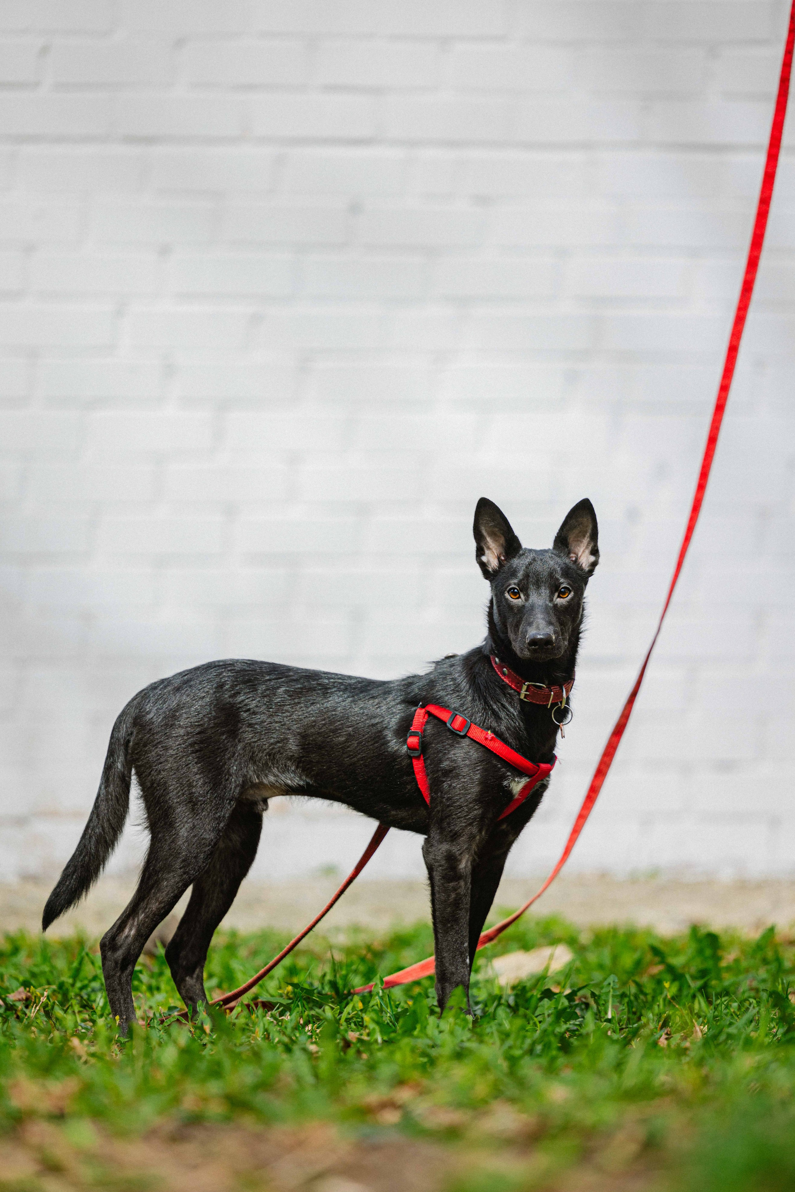 Булька. Фотограф-анималист в Москве Лера Черноног