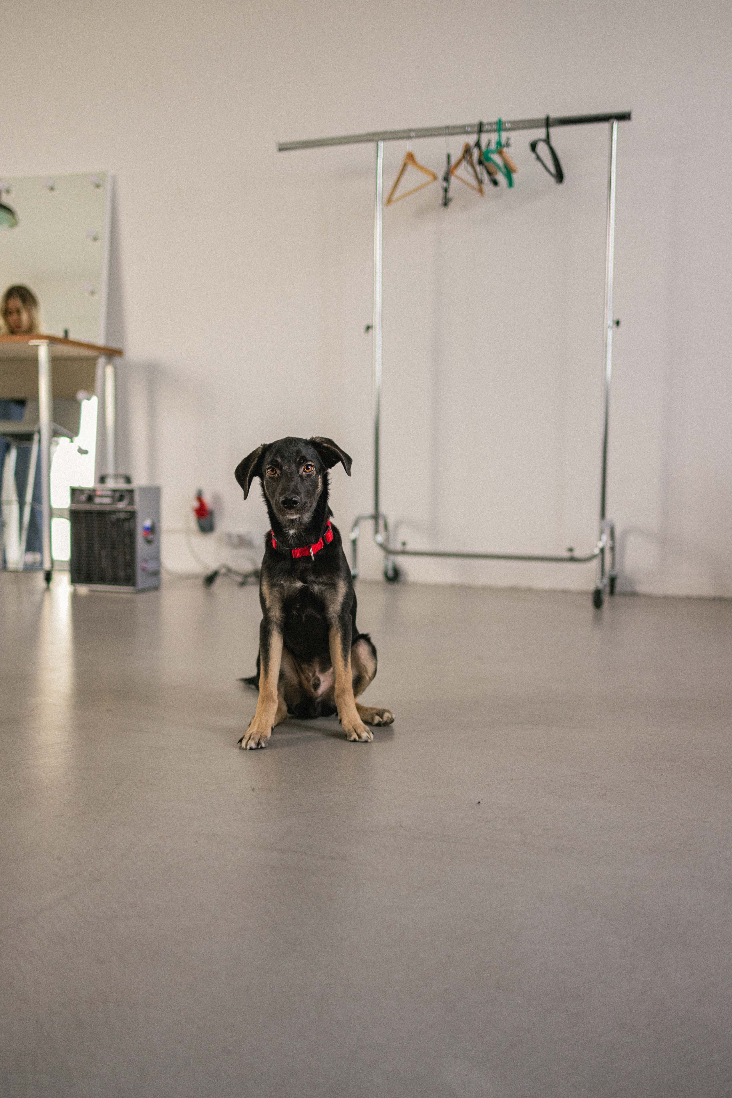 Крис и Тэдди. Фотограф-анималист в Москве Лера Черноног