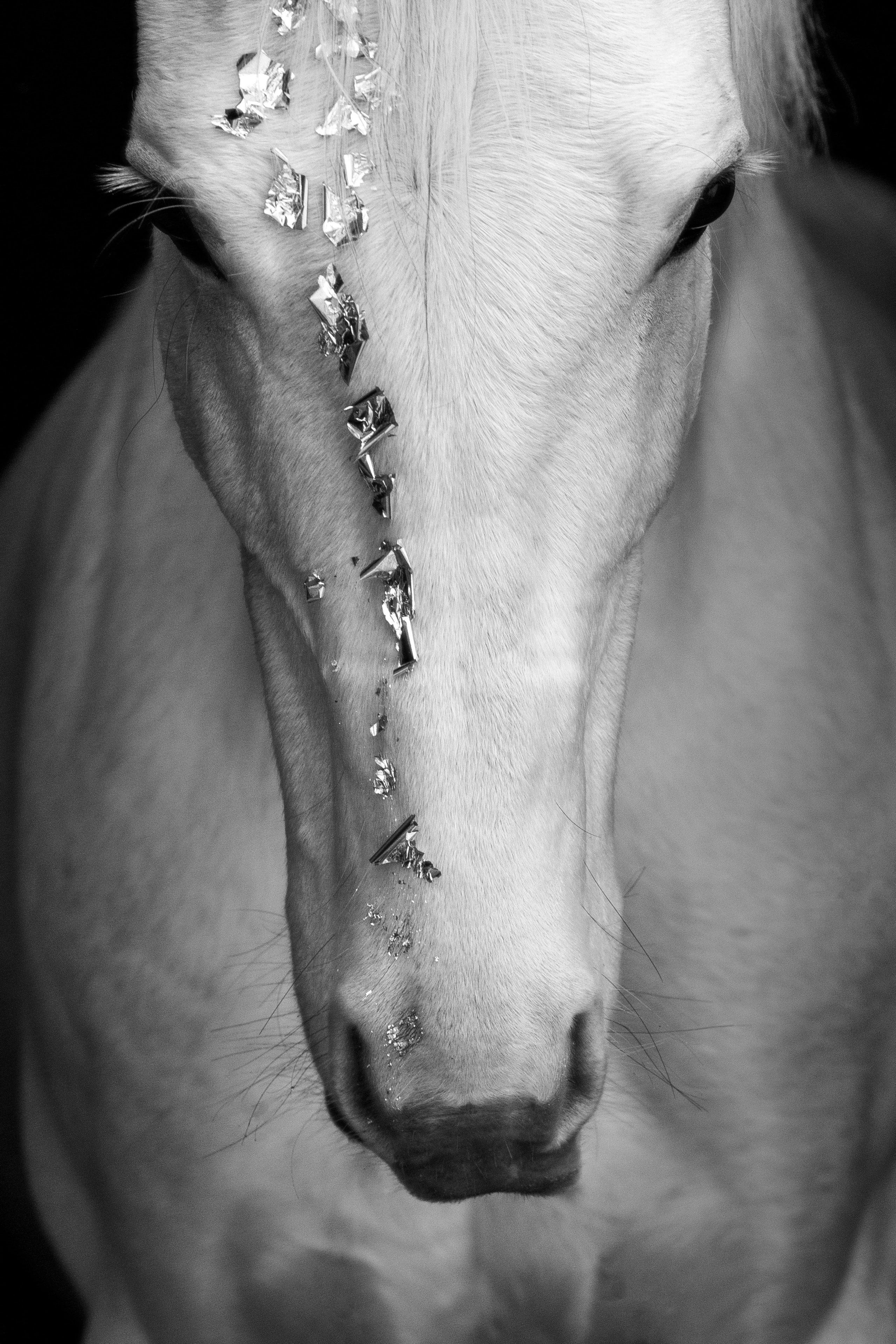 Лошади. Конный фотограф Валынкина Лера