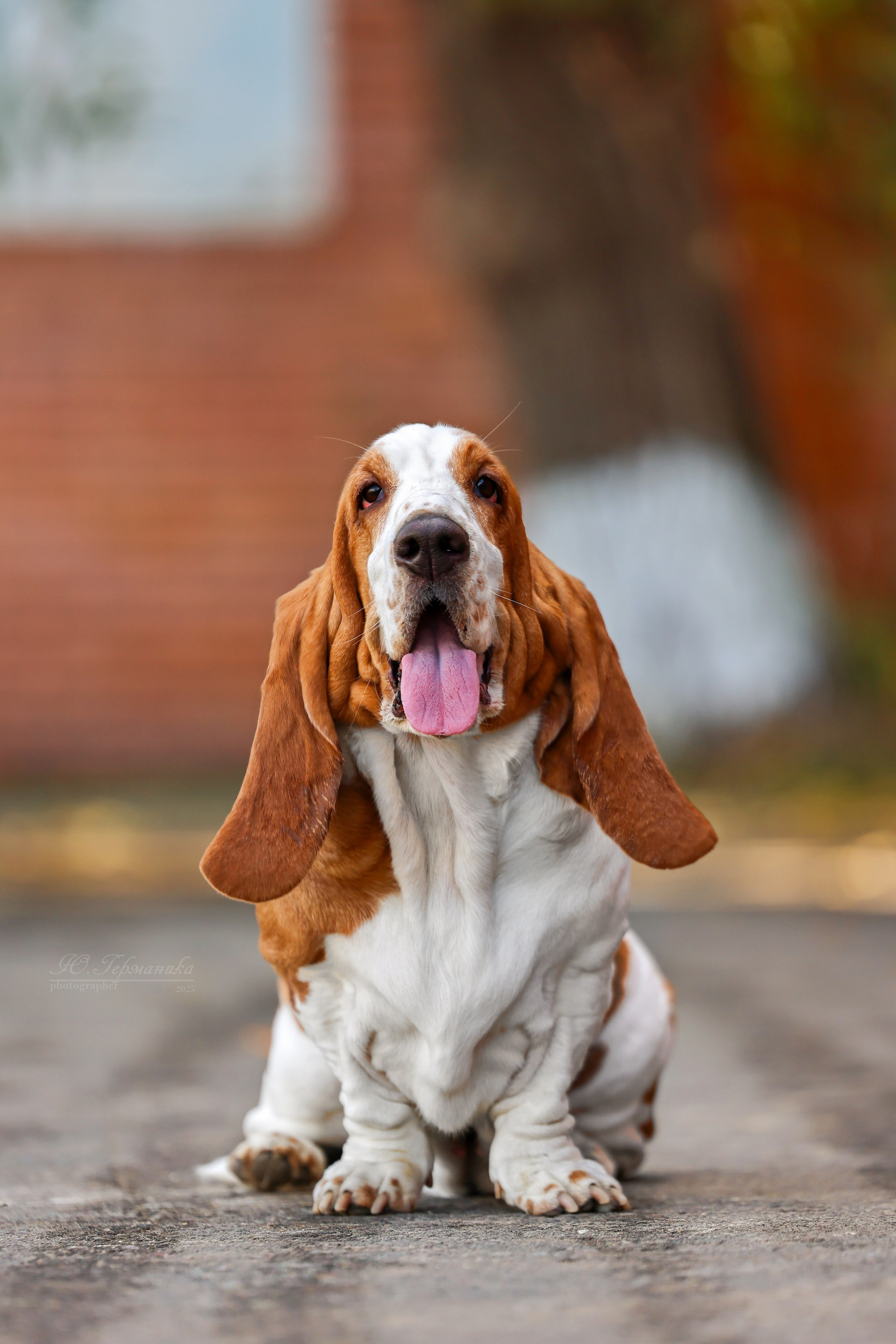 Астана 2хCACIB 26-28.09.2025. Фотограф-анималист Юлия Германика