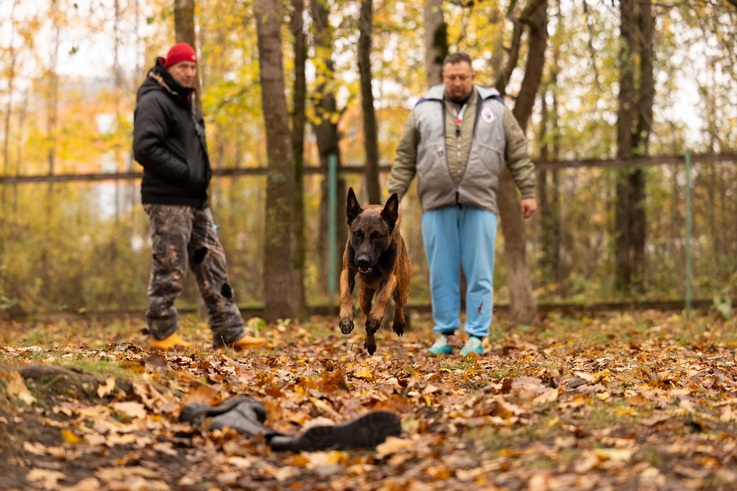 Соревнования по Мондьорингу г. Вологда. Фотограф-анималист Анна Маринич
