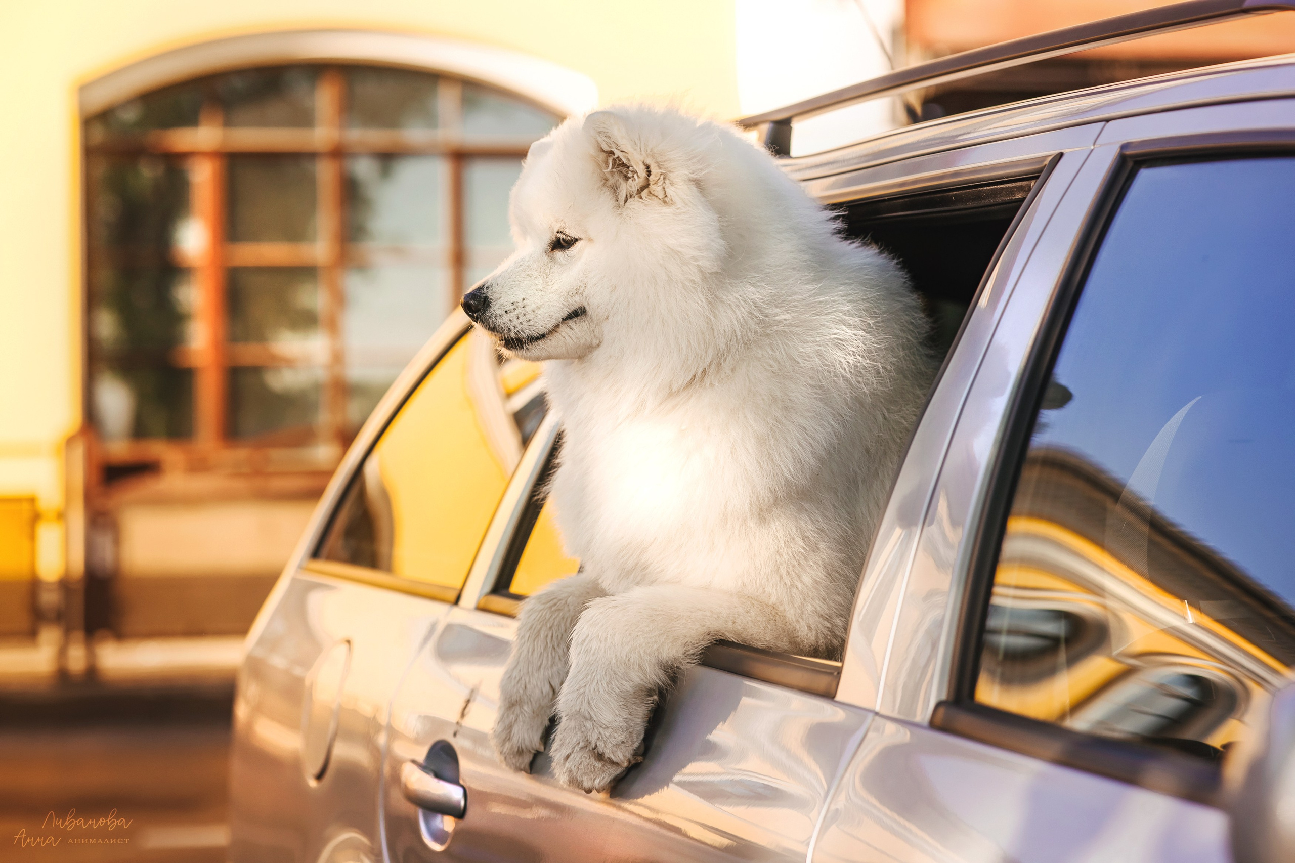 Наташа и Кимми. Фотограф анималист Аня Ливанова | Рыбинск