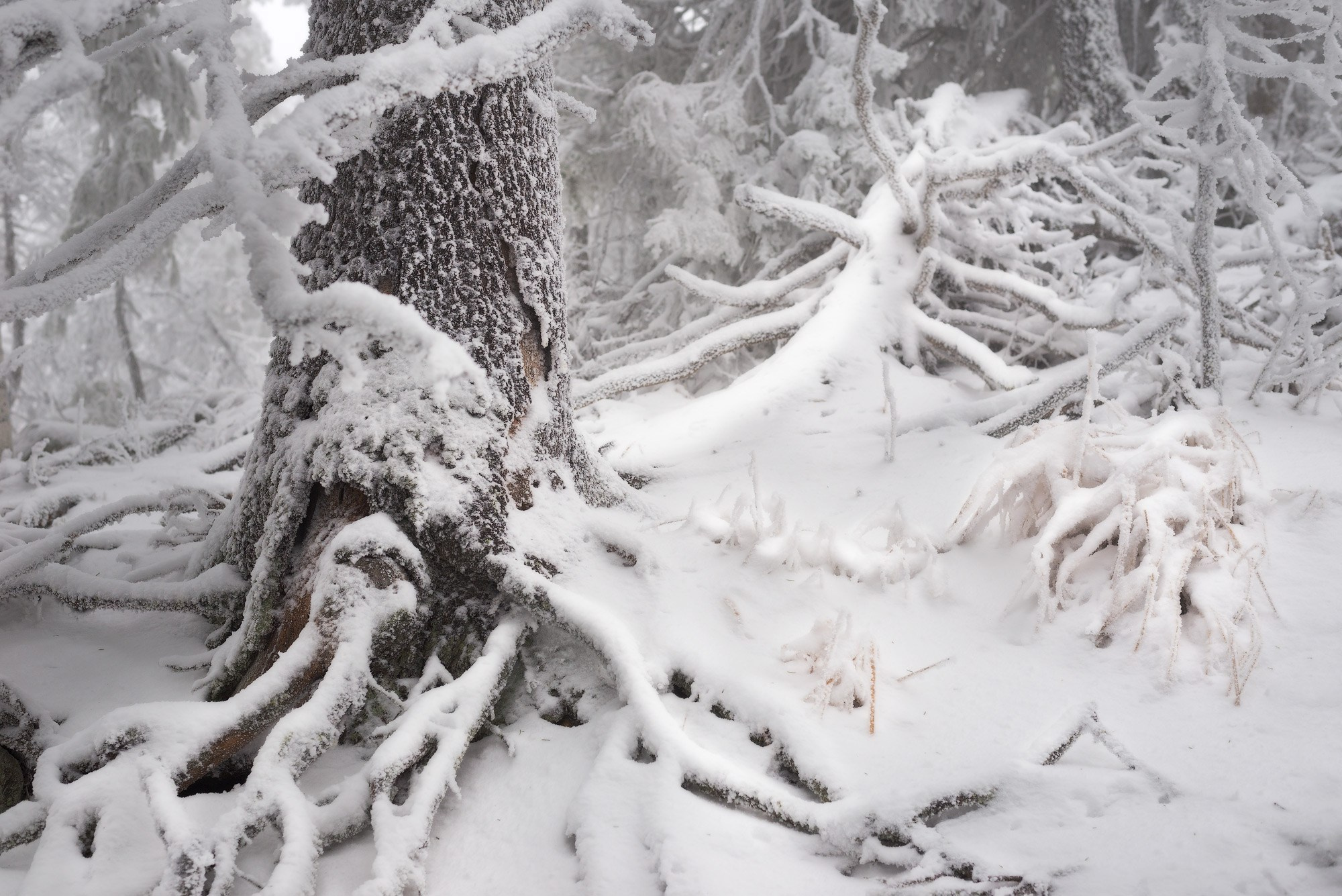 Тайна зимнего леса ощущается в тихом морозном воздухе у подножия горы Белая.