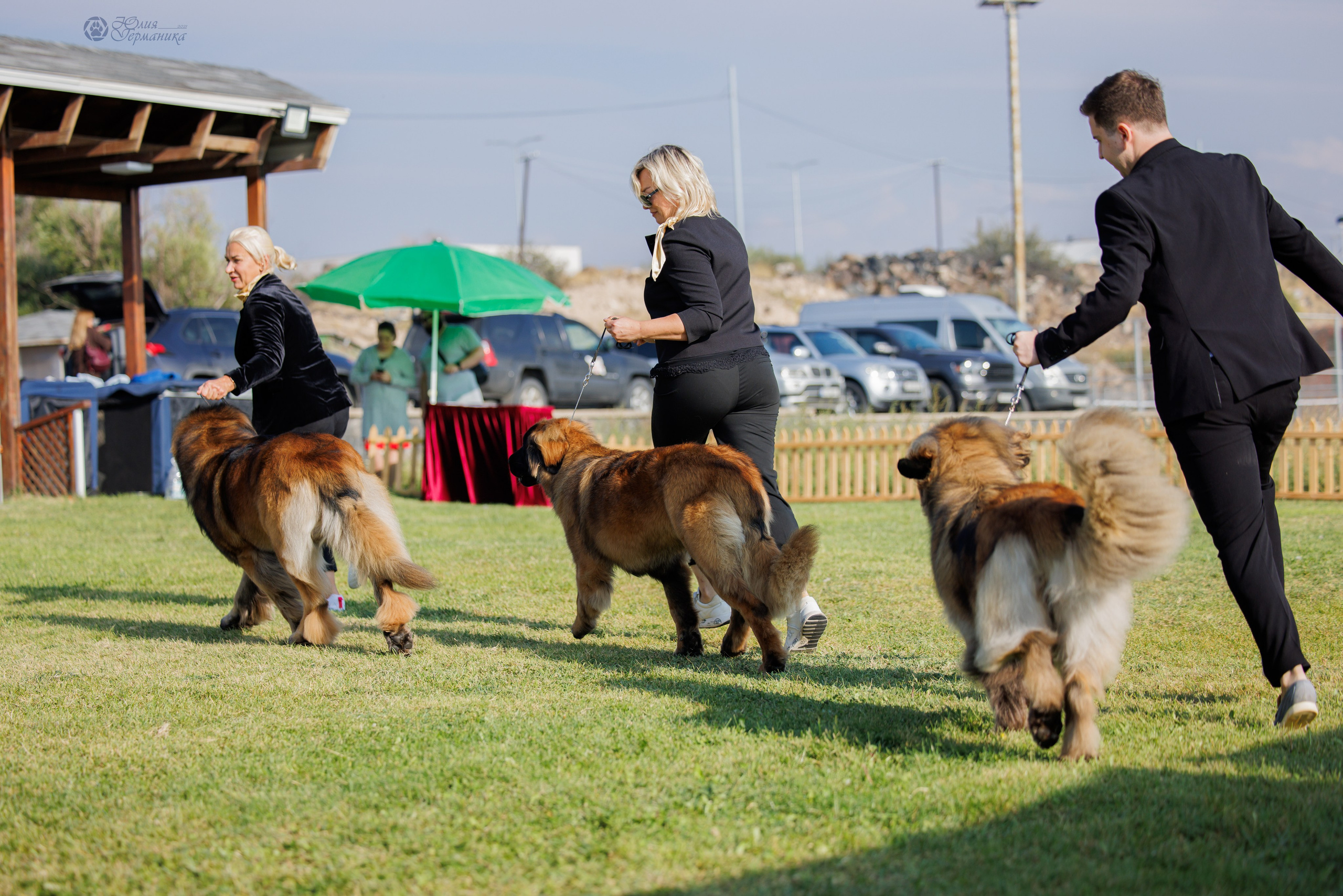 Армения,Ереван 3хCACIB 15-17.10.2024. Фотограф-анималист Юлия Германика