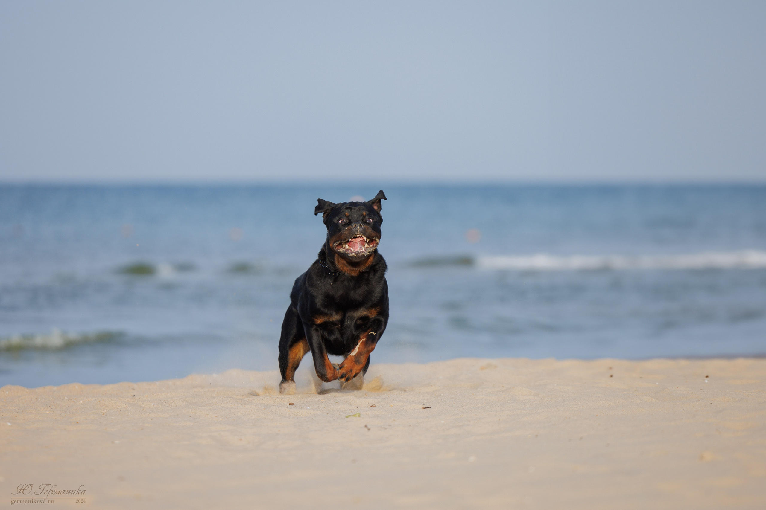 Свободная съемка. Фотограф-анималист Юлия Германика
