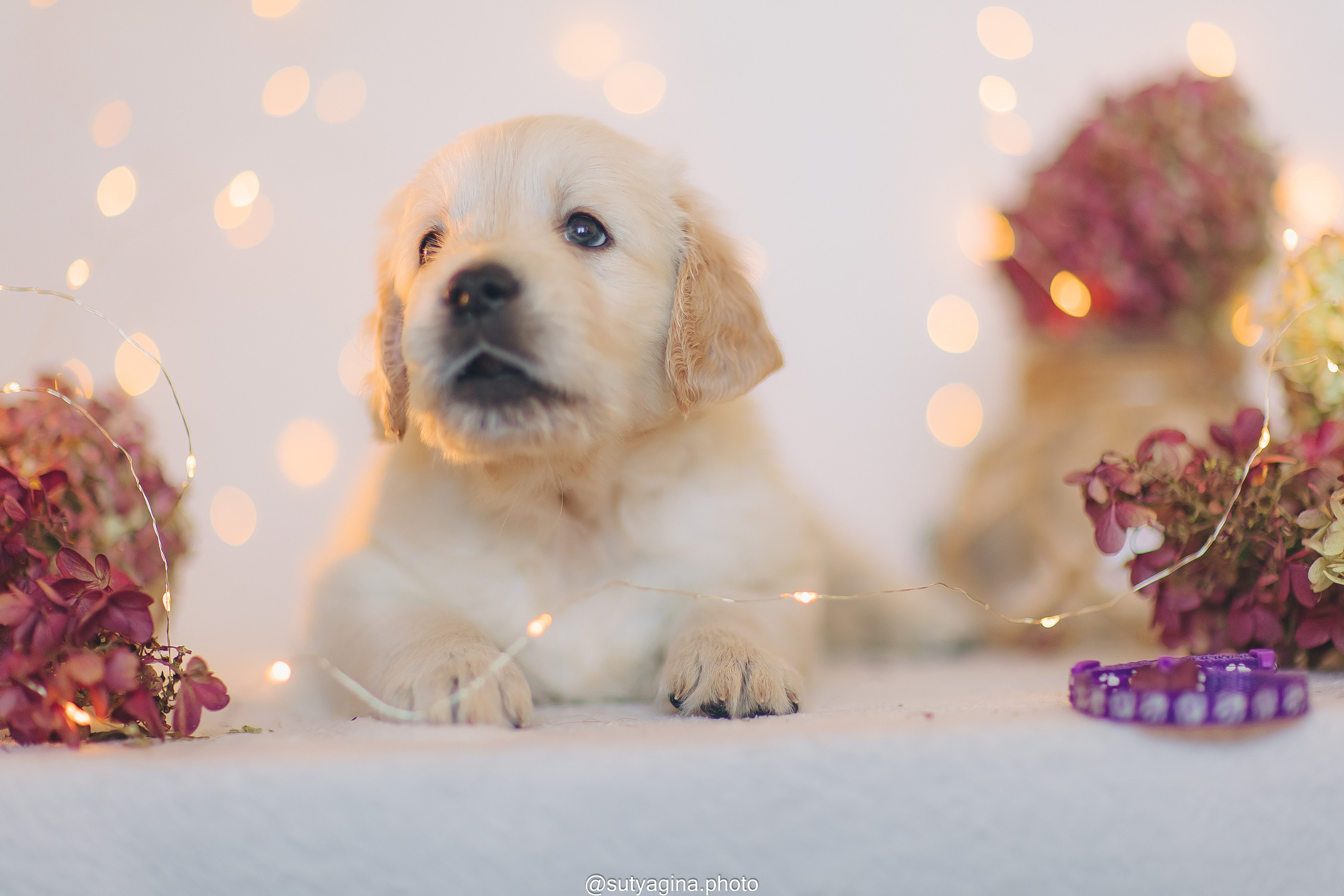 Фиолетовая лента. Свадебный и женский фотограф