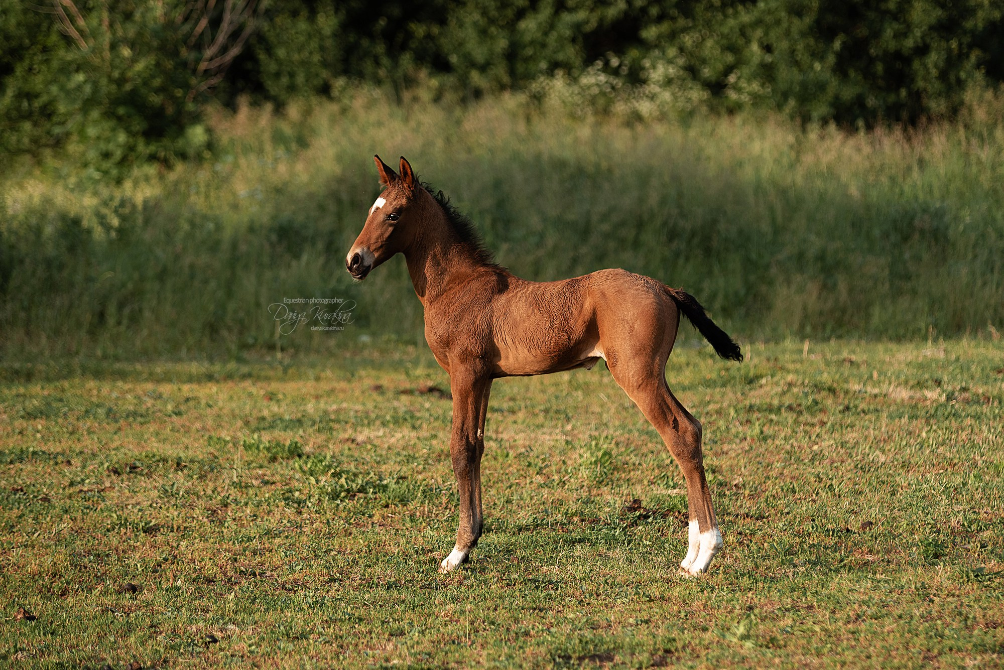 Малышка Кэндис. Конный фотограф Куракина Дарья • Фотосессии с лошадьми