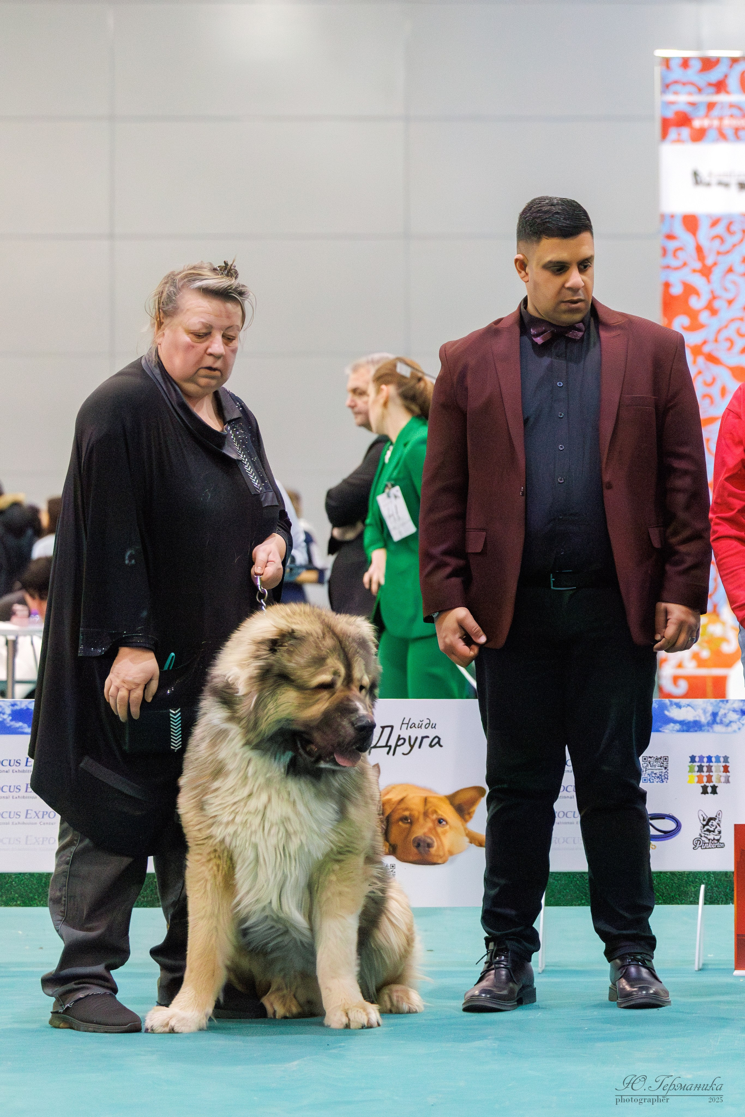 Гран-При 8.02.2025 и Крокус 09.02.2025. Фотограф-анималист Юлия Германика