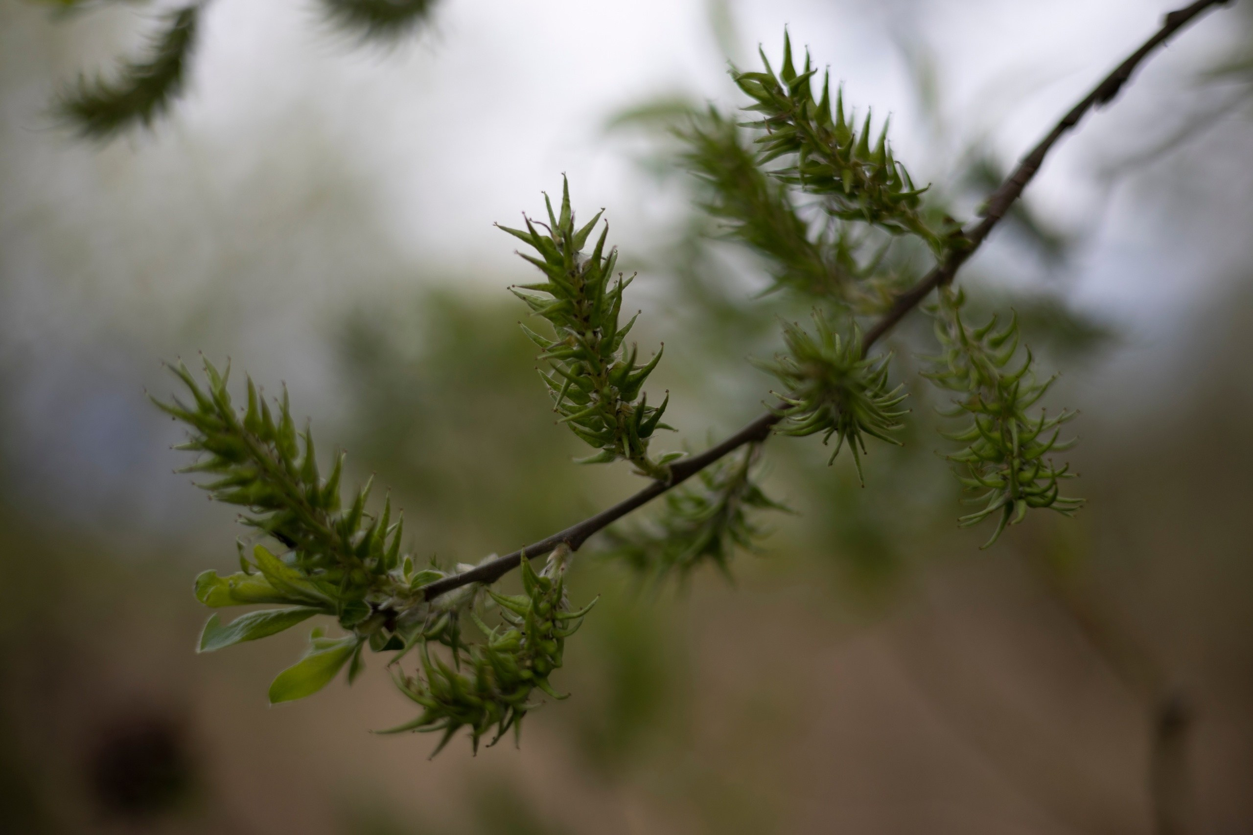 Андрей Лесовой | ANDOSIA. Фотограф | Видеограф в Кургане, Тюмени и Челябинске