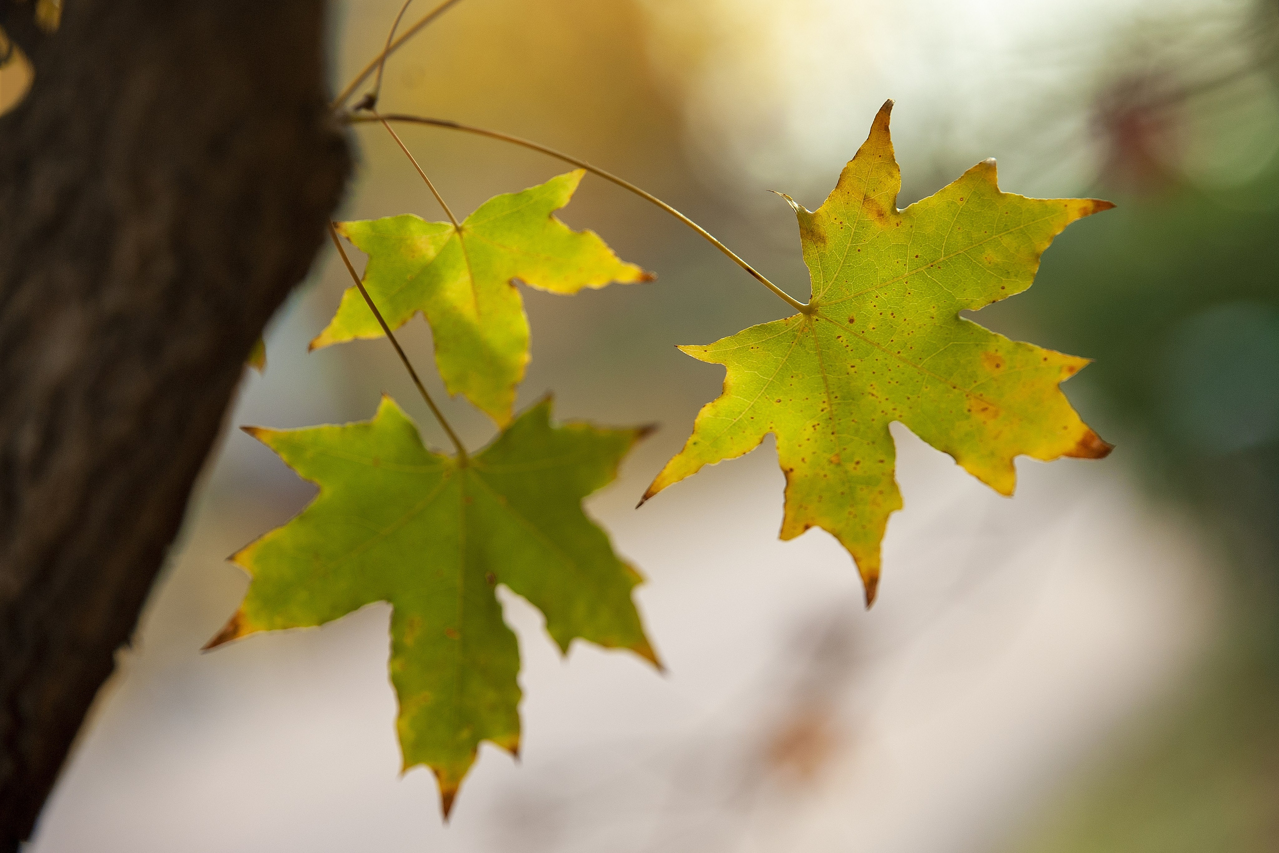 Осень. FotoGraf