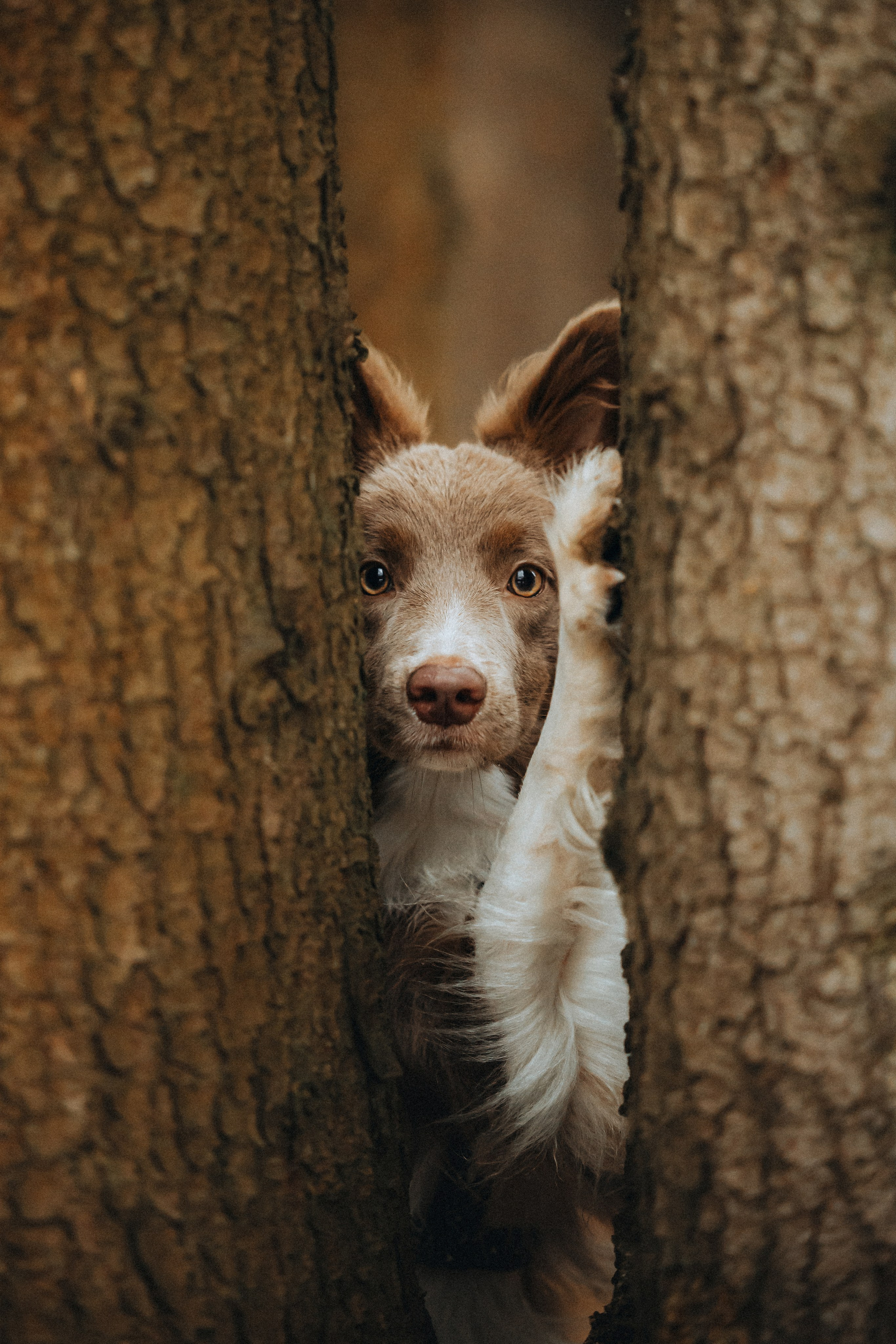 Полина, Милли и Паддингтон