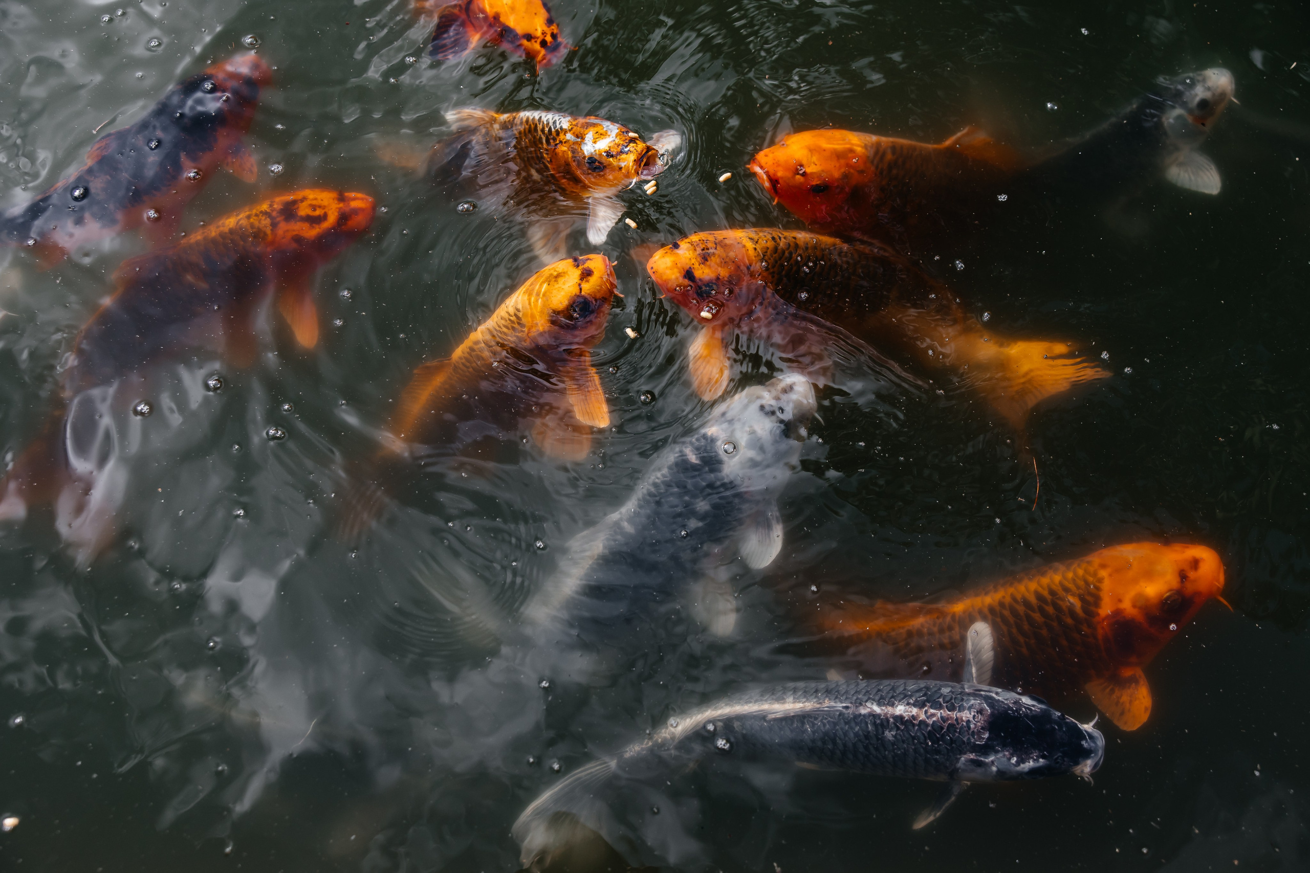Эмоциональная свадебная фотография. Свадебный фотограф в Крыму и Севастополе Ольга Баскакова