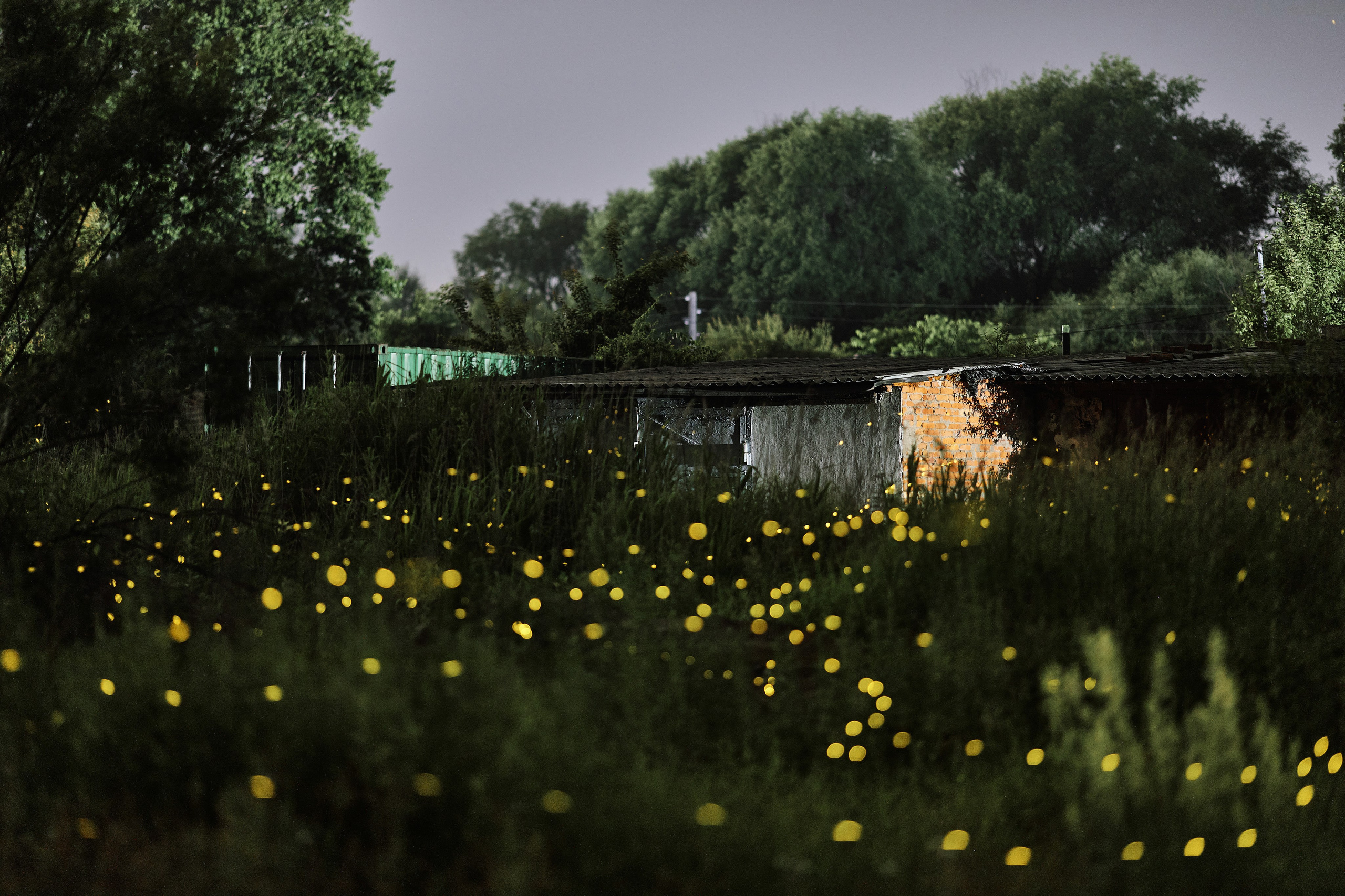 Мерцающие светлячки в ночном лесу, фотография в высоком разрешении, 2025 год