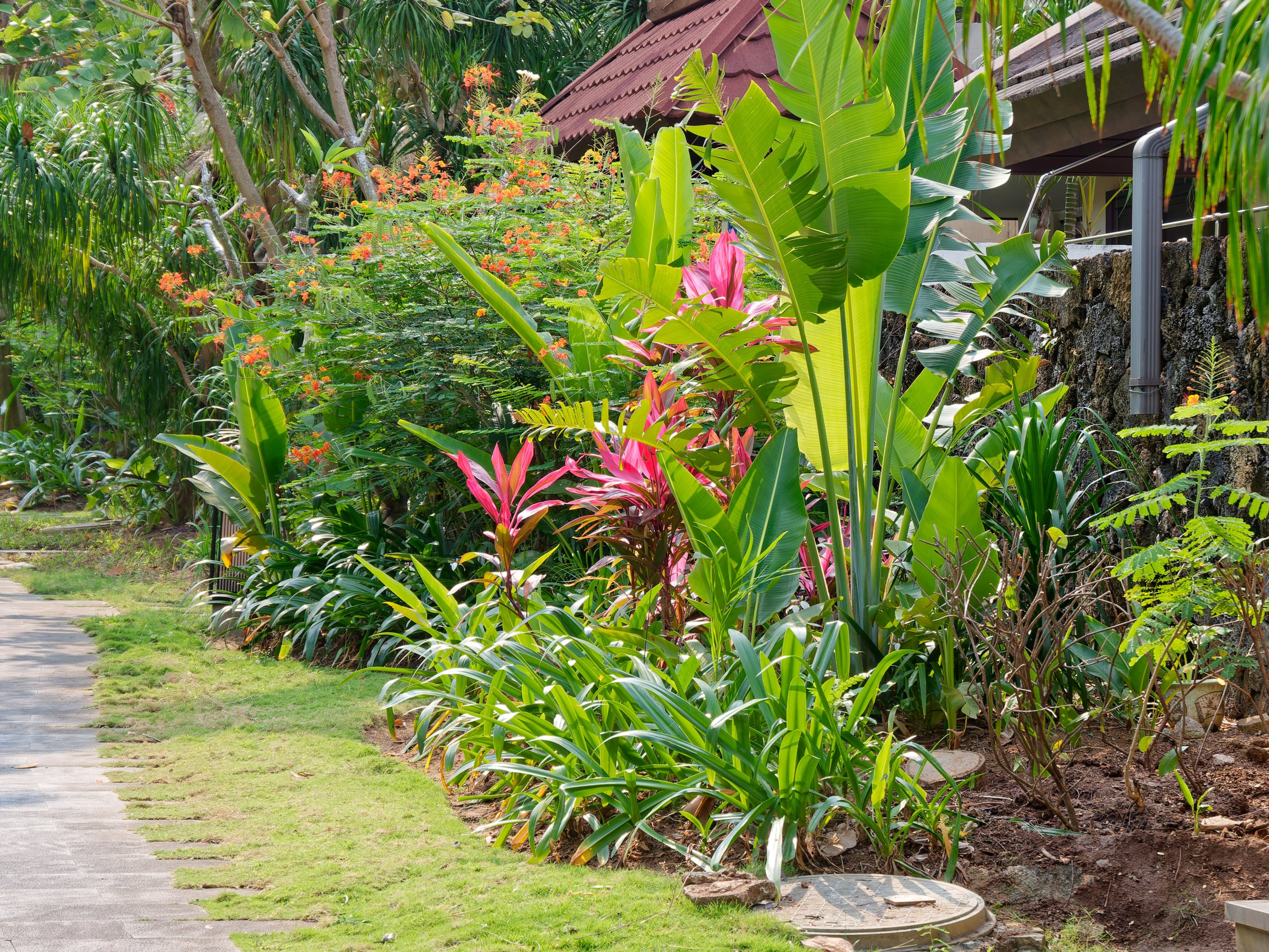 Хайнань 2026, флора, цветы и деревья. Фотопрогулки по Миру