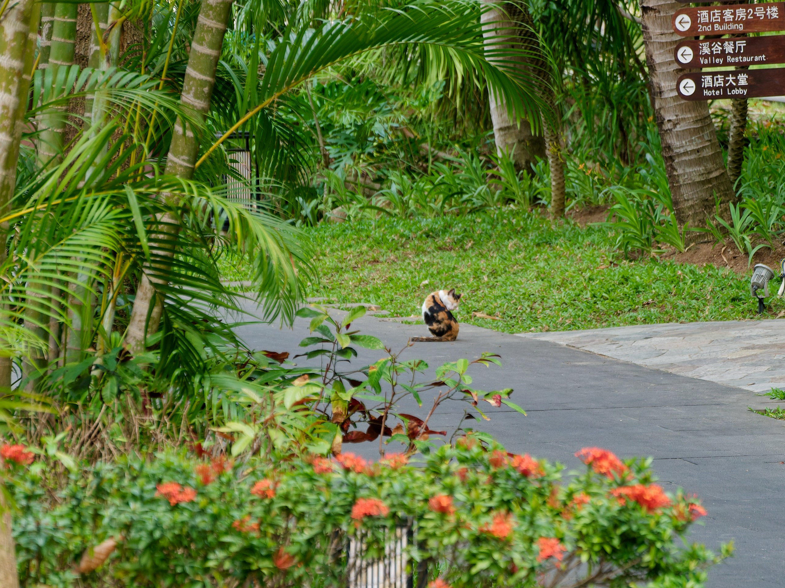 Хайнань 2026, флора, цветы и деревья. Фотопрогулки по Миру