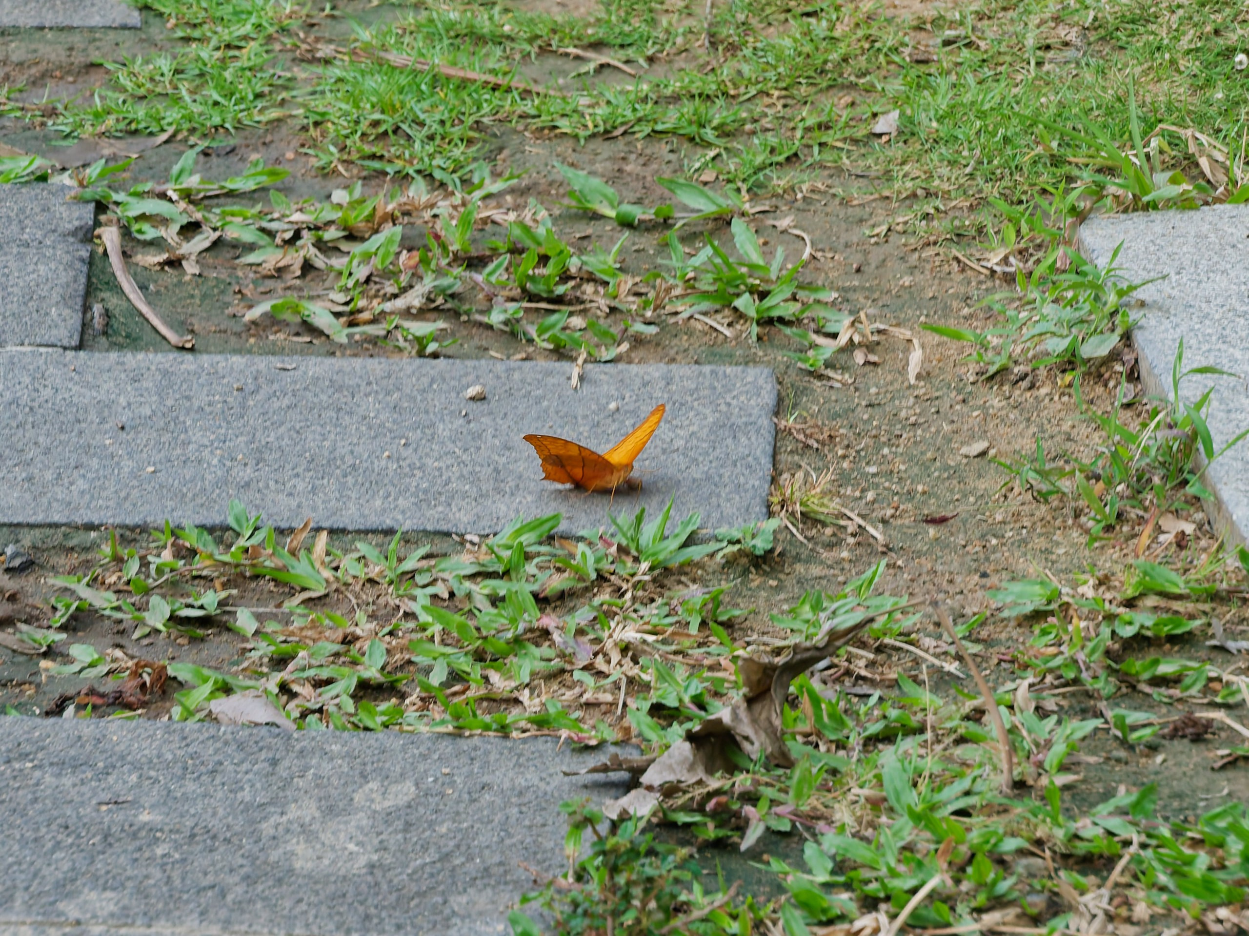 Хайнань 2026, прочая фауна, насекомые. Фотопрогулки по Миру