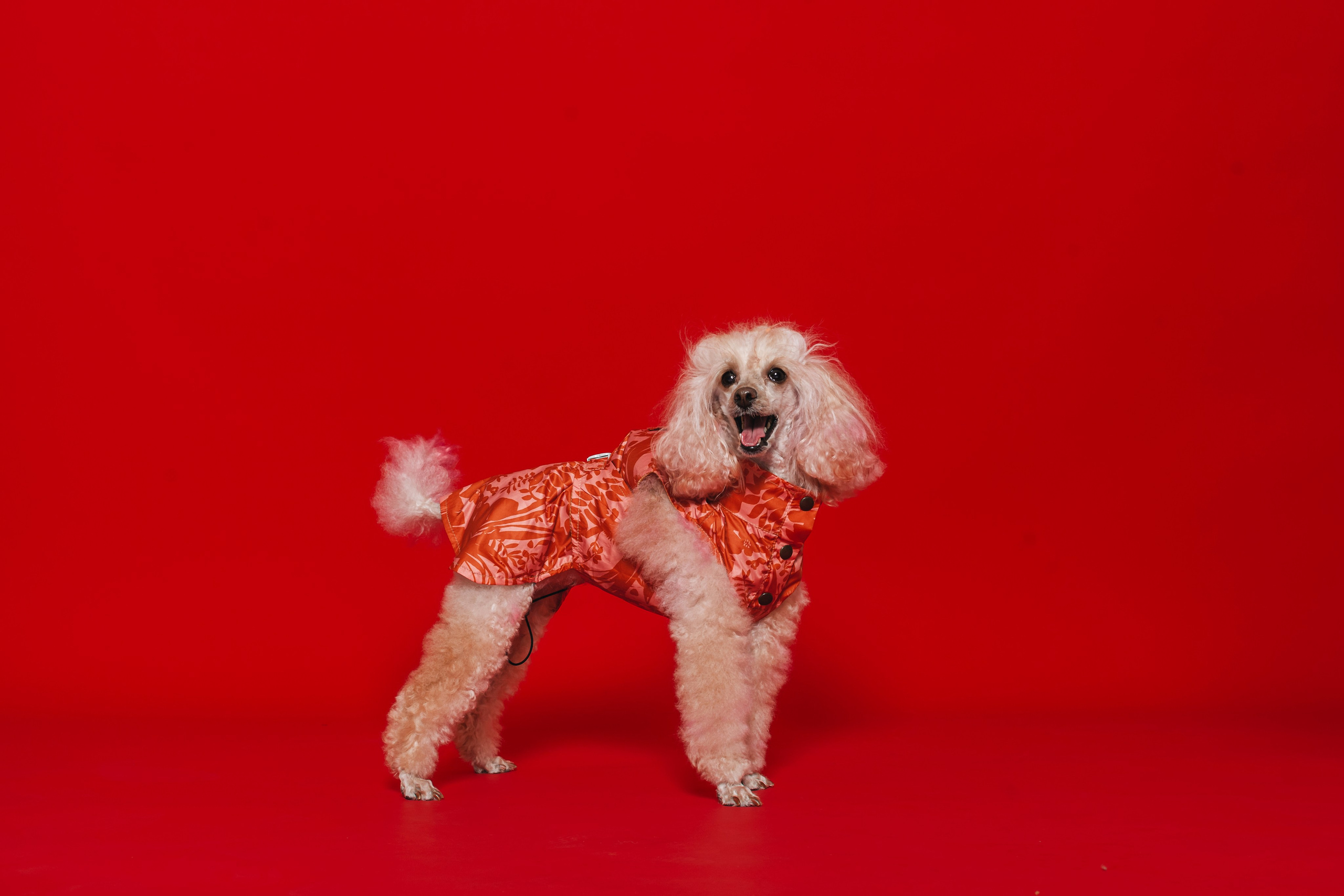 Фотограф-анималист Татьяна Степанова