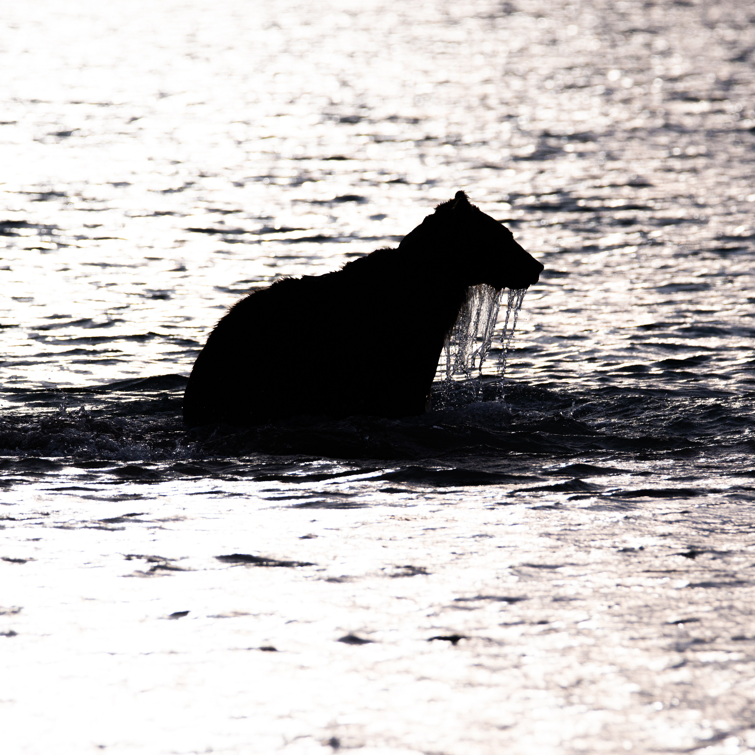 Камчатка — земля медведей. Игорь Иванко — Репортажный и событийный фотограф. Москва