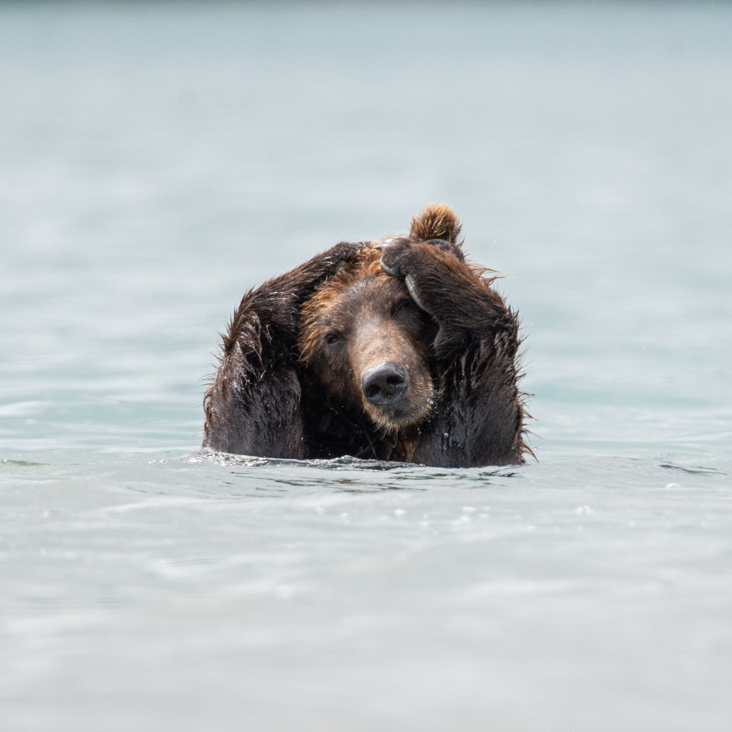 Камчатка — земля медведей. Игорь Иванко — Репортажный и событийный фотограф. Москва