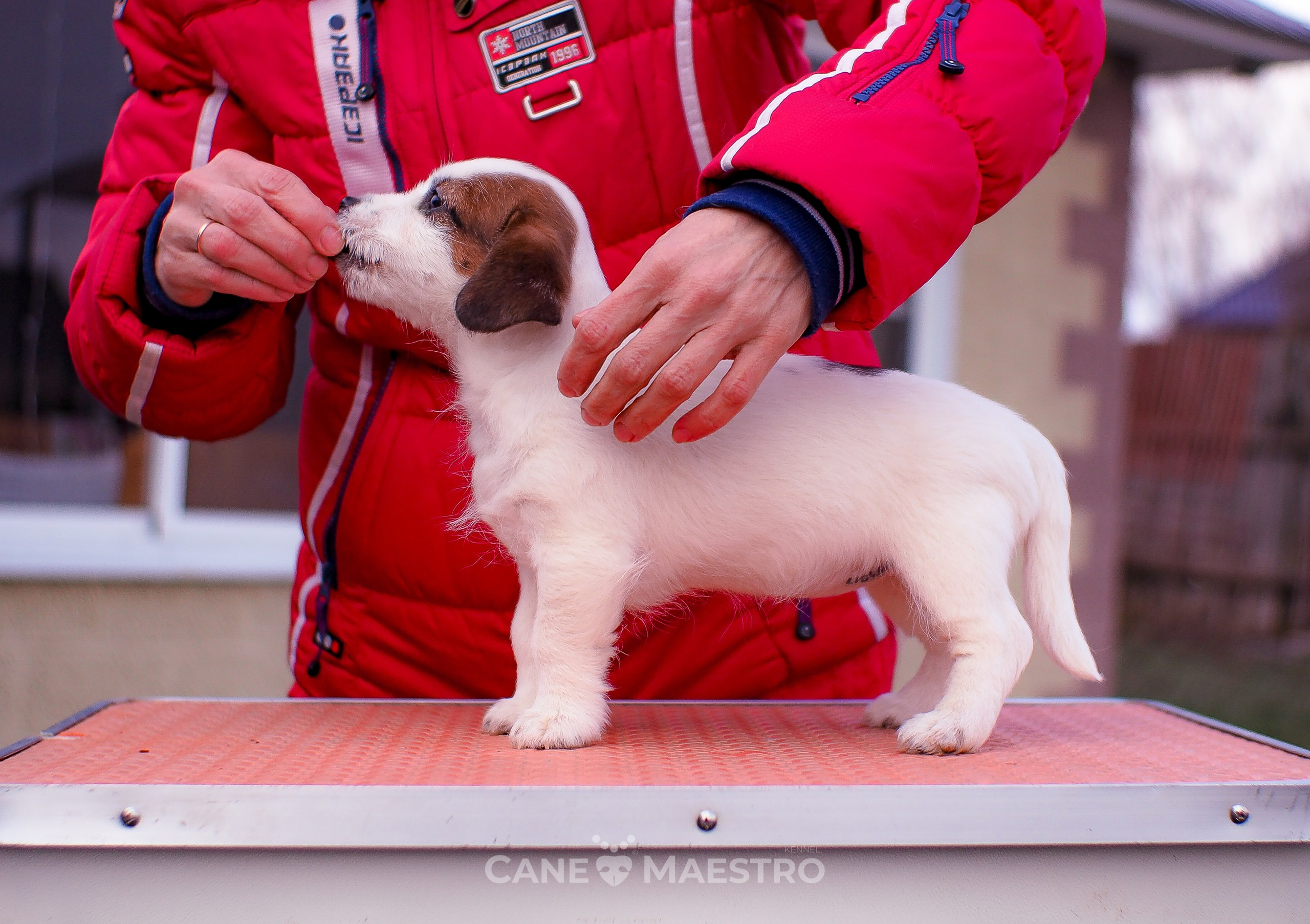 3_Девочка_СНЕЖНАЯ_Ц. CANE MAESTRO — kennel Jack Russell Terrier