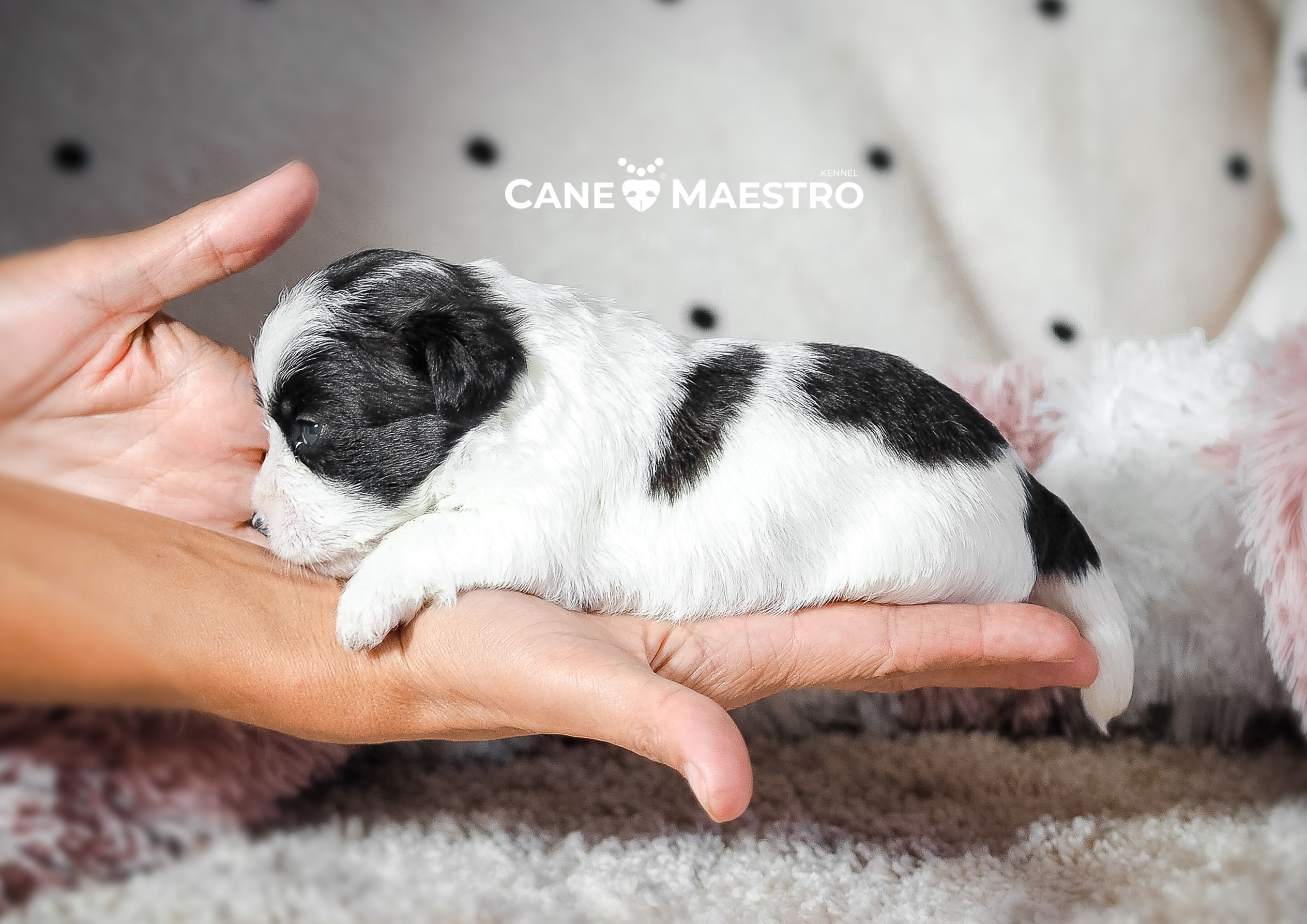 X_КОБЛ_4_БЕЛ_ЧЕРН. CANE MAESTRO — kennel Jack Russell Terrier