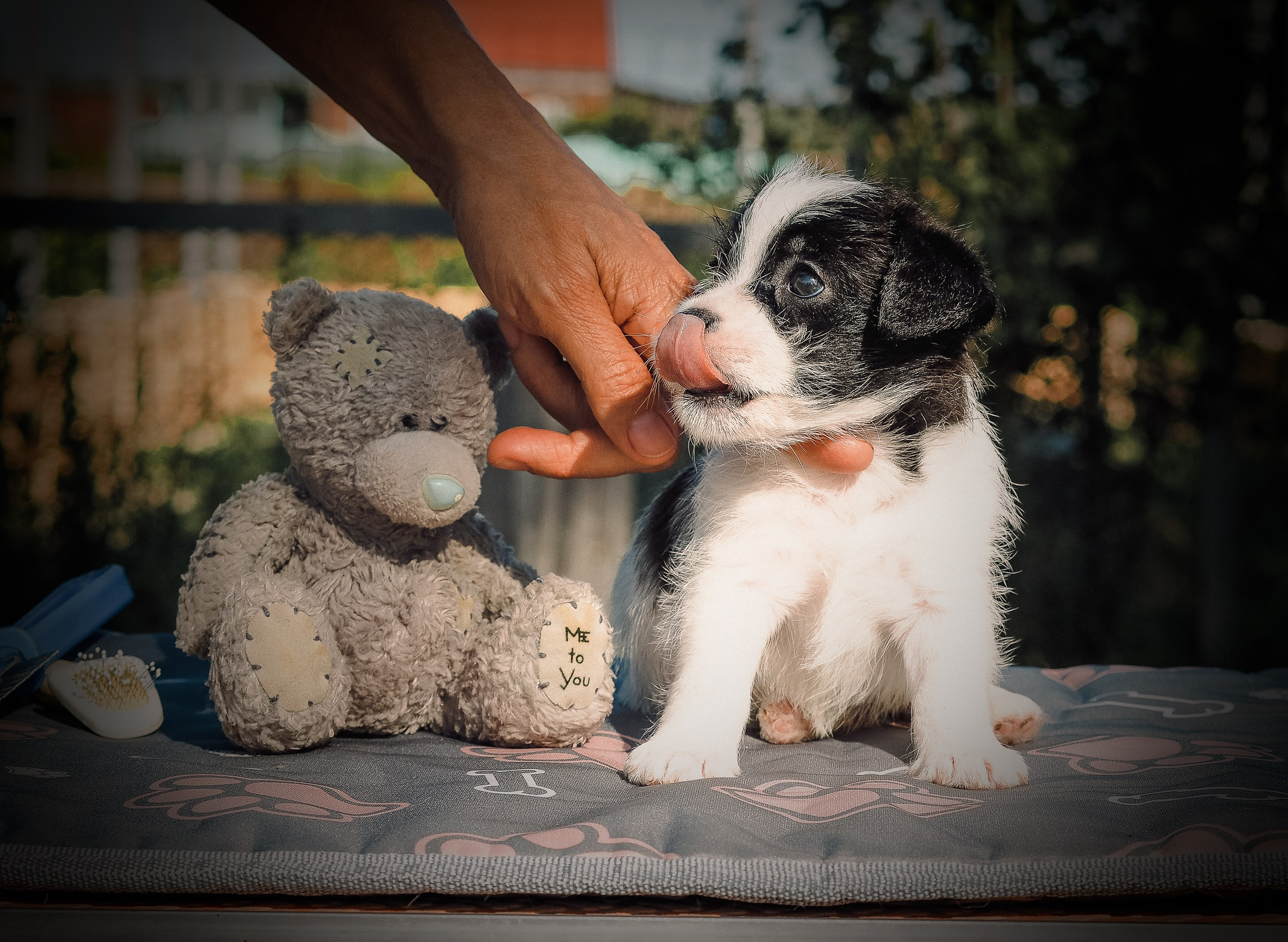 Бело-черная красавица джек-рассел-терьер. КАНЕ МАЭСТРО — питомник Джек рассел терьеров