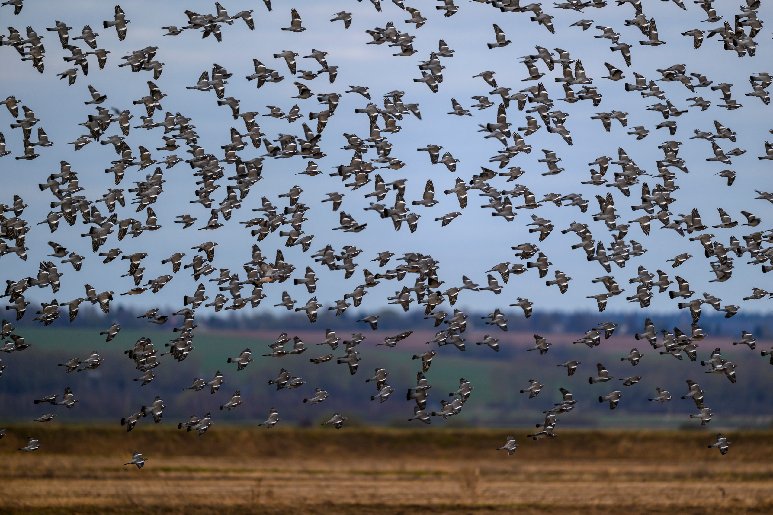 Вяхери. Фотограф Сергей Пупонин