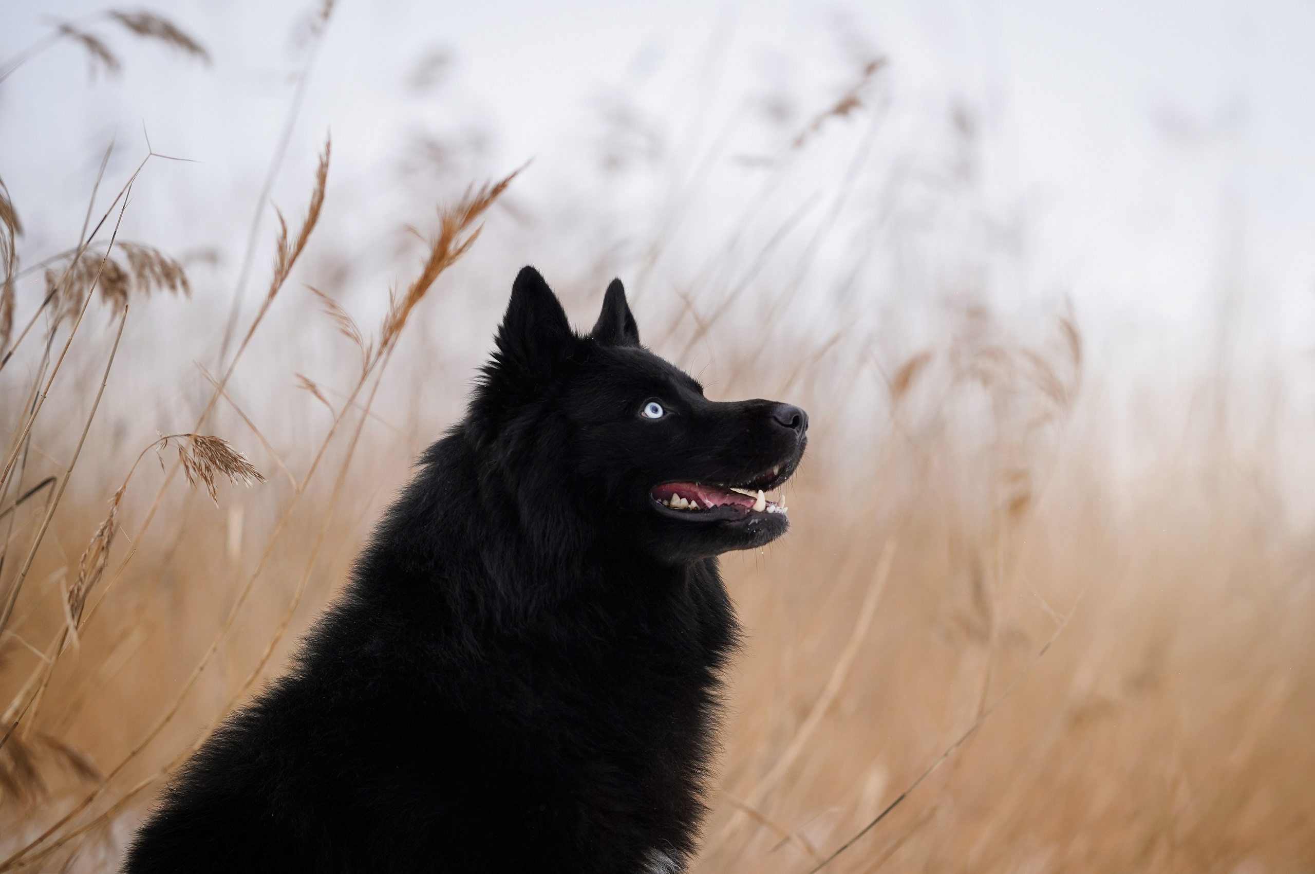 Лора Джанго и Хэппи. Фотограф-анималист в Санкт-Петербурге Яна Мартынова
