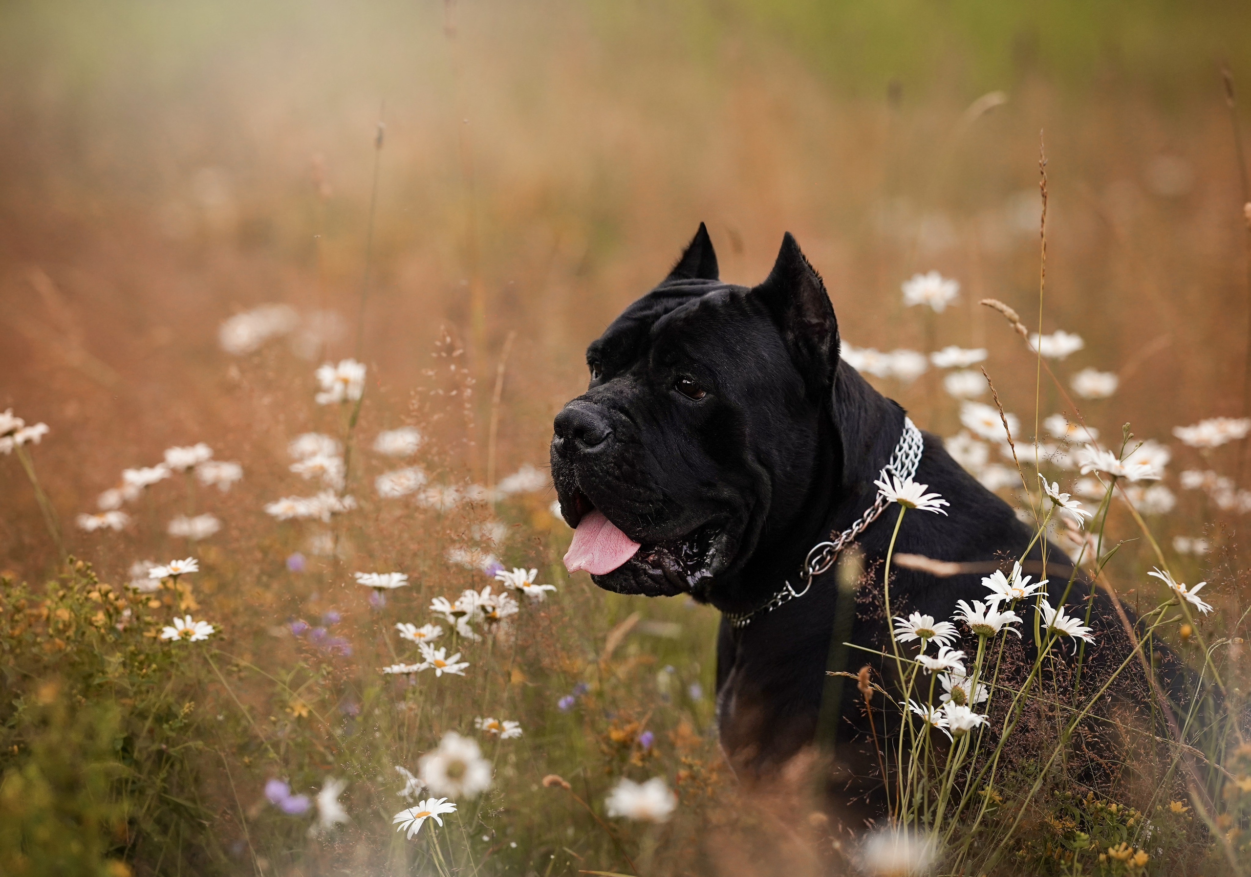 Юлия Костя и Виннер. Фотограф-анималист в Санкт-Петербурге Яна Мартынова