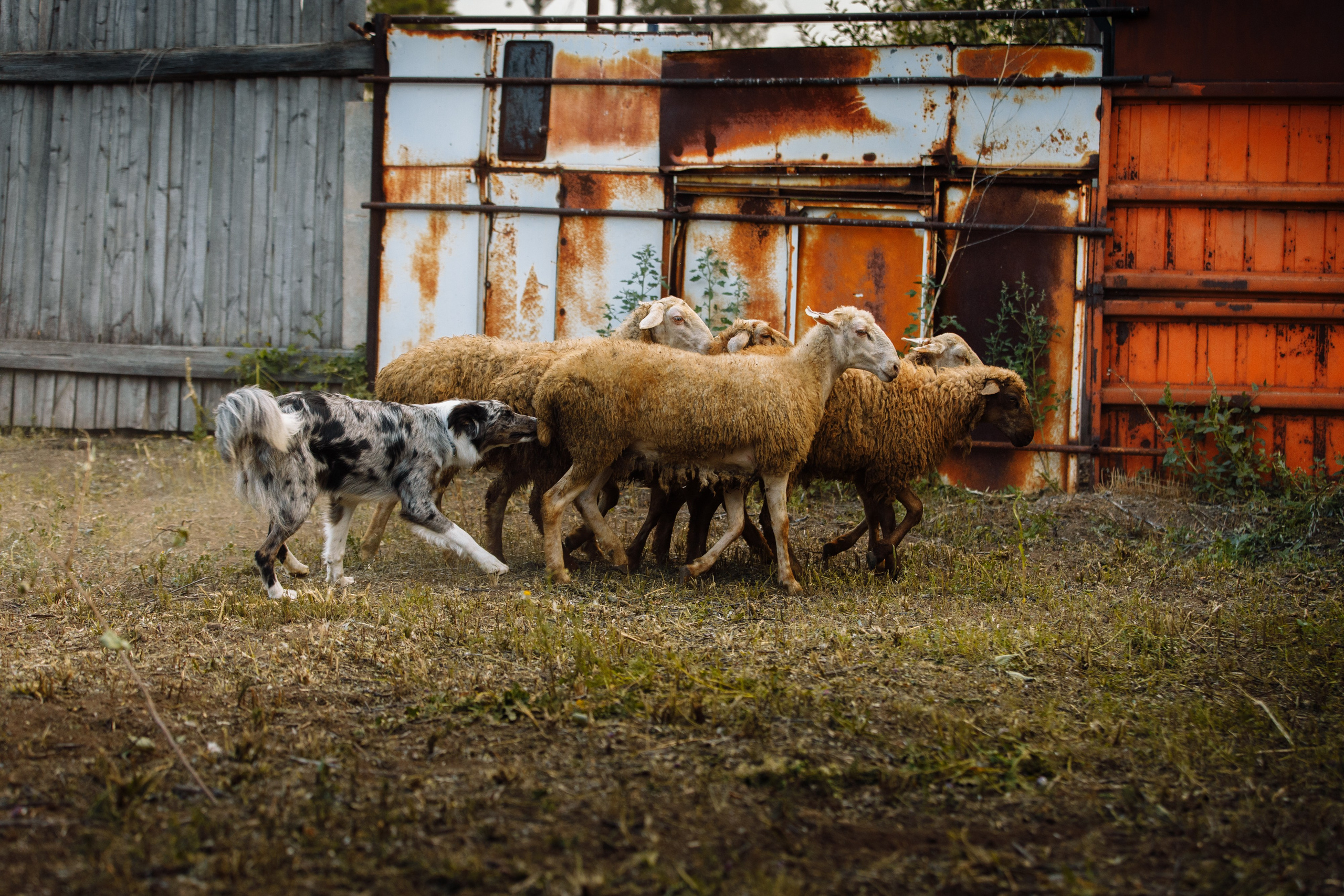 Овечий день. О нас