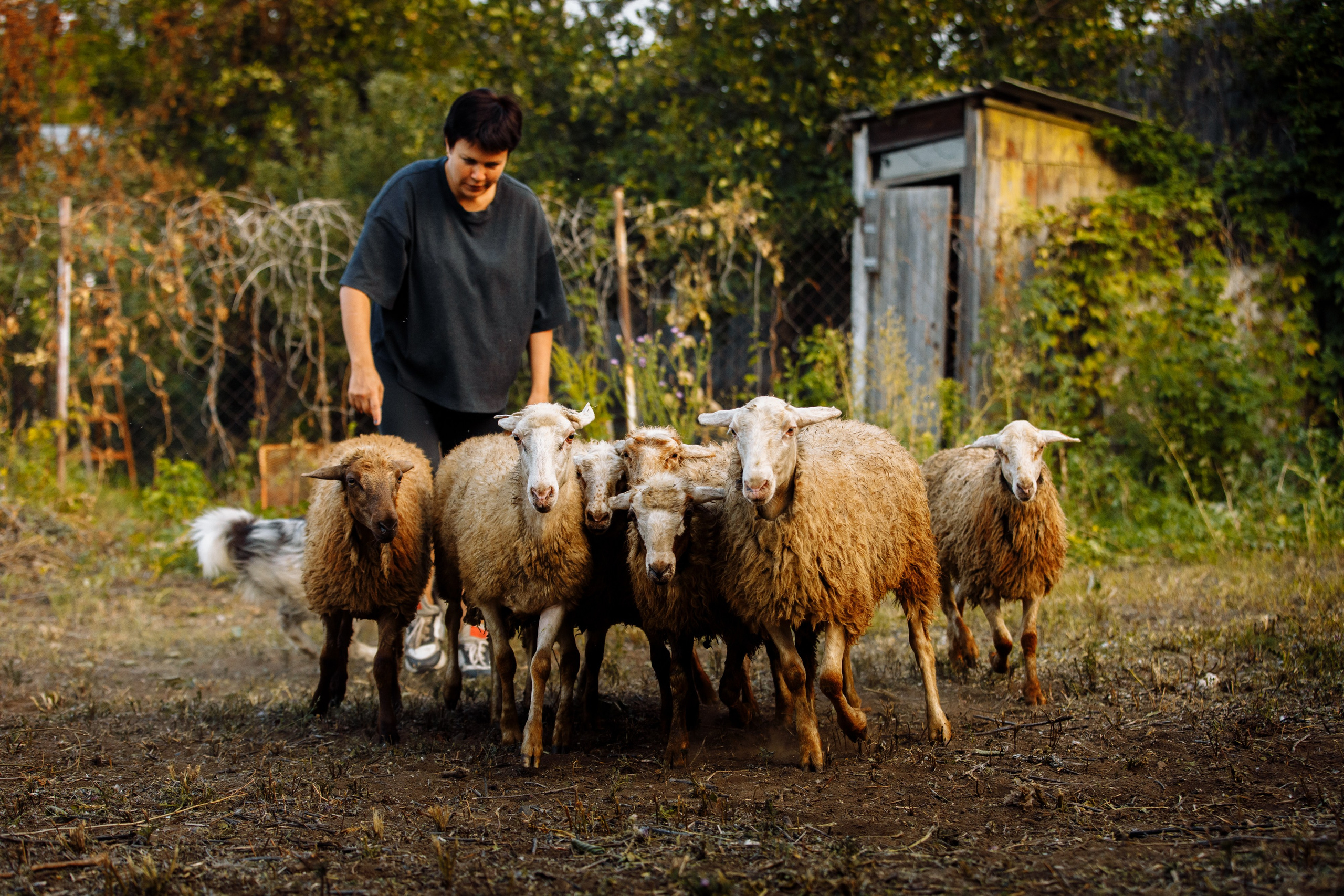 Овечий день. О нас