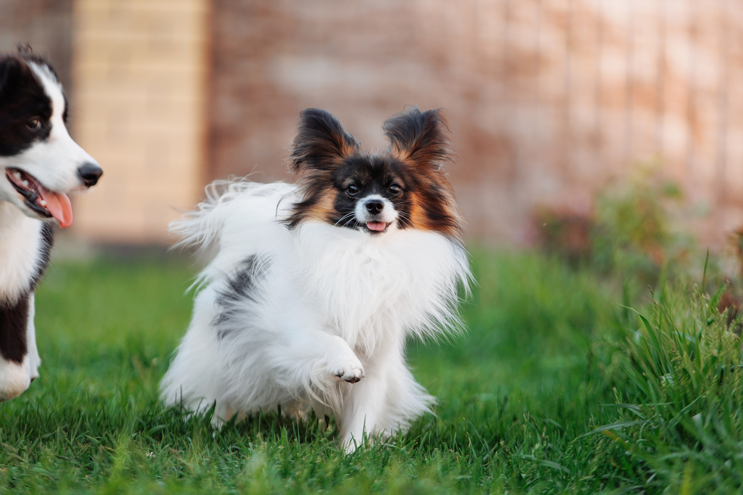 Пушистое. О нас