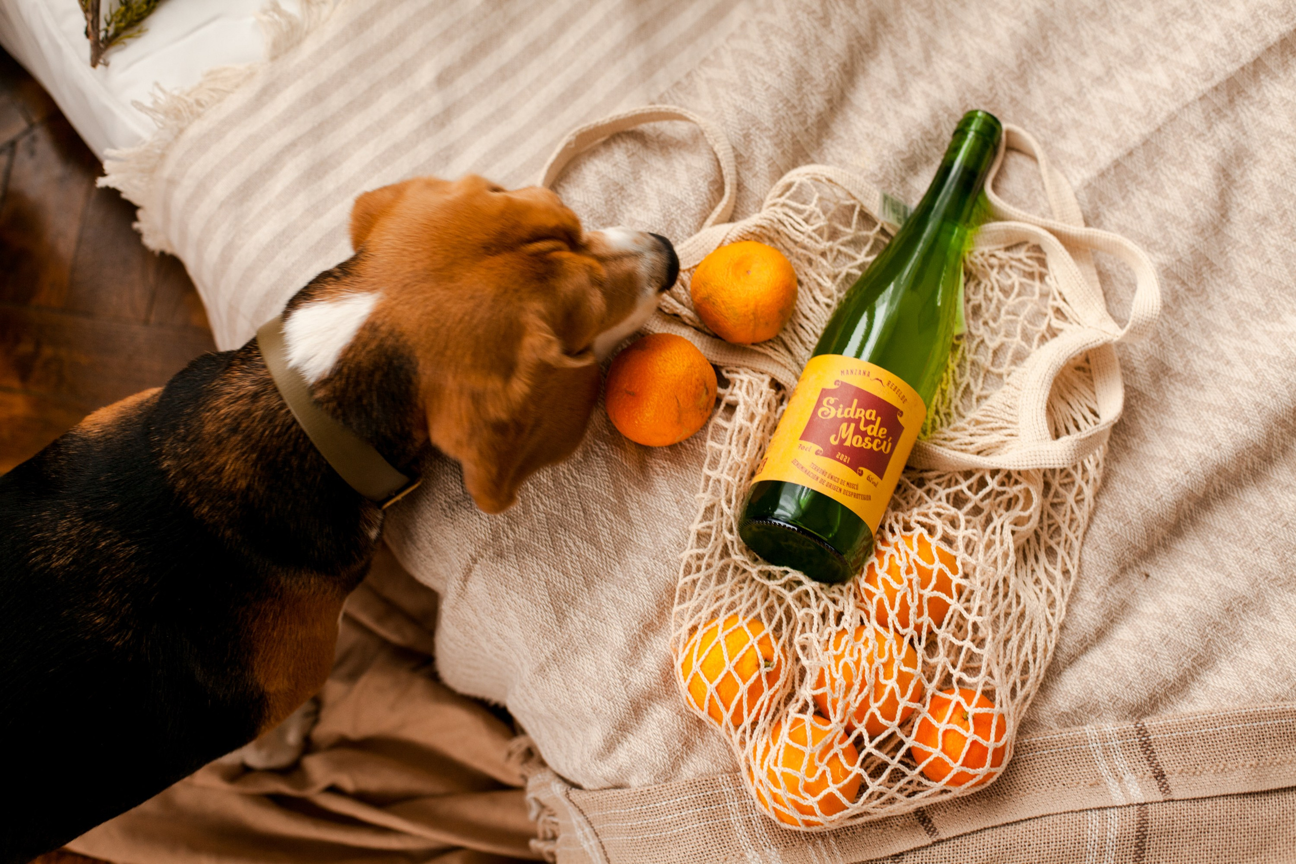 Сидрерия Mr.Fox. Виолетта Скрипка