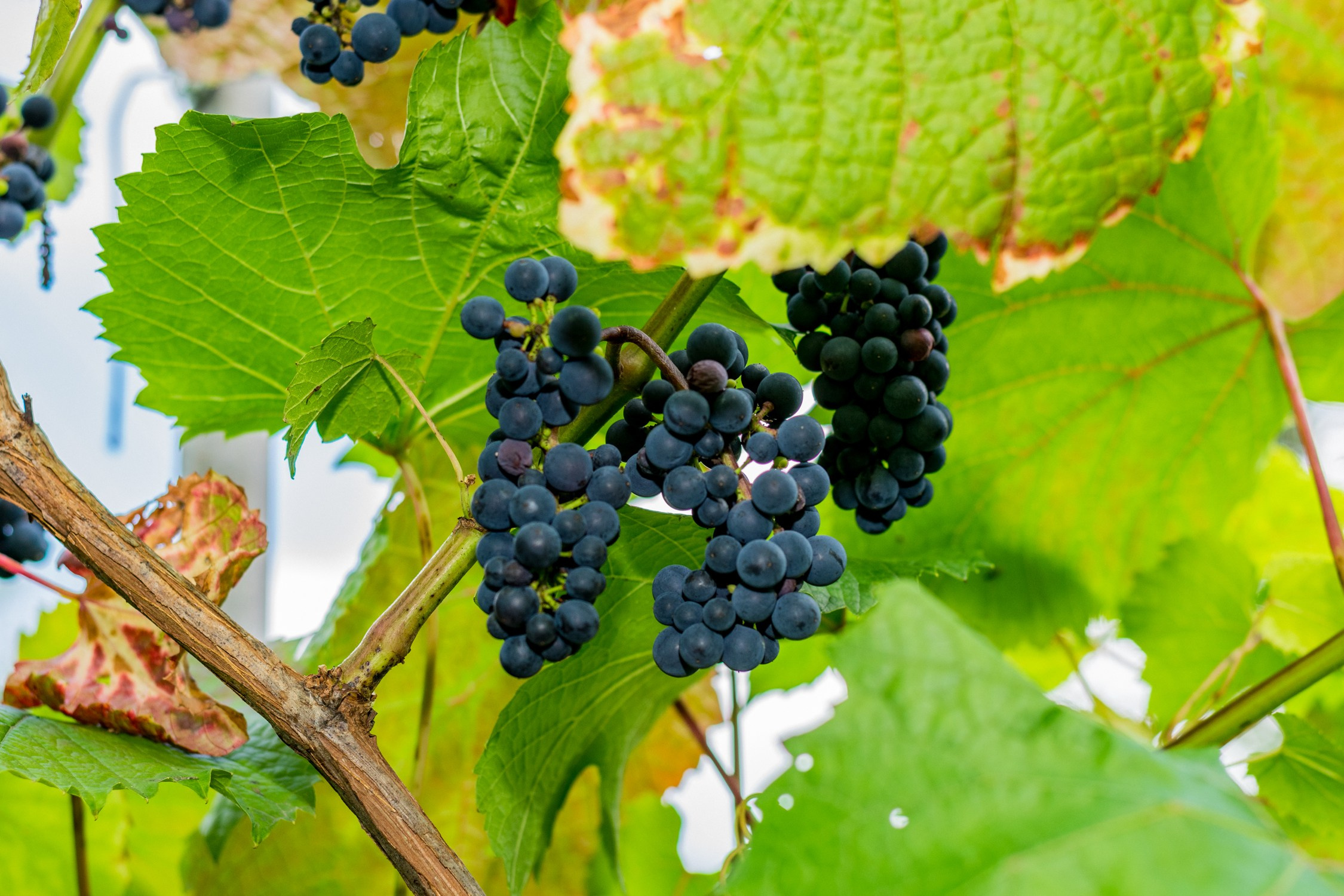 Антон Курдюмов фотограф в Хабаровске Рина Курдюмова фото27 foto27 Антон Дорофеев репортажный репортаж документалист Тони и Рина фотосоздатели Виноградники Хехцир 2024 Хабаровск виноград дикий фермер фермерство дачный сезон