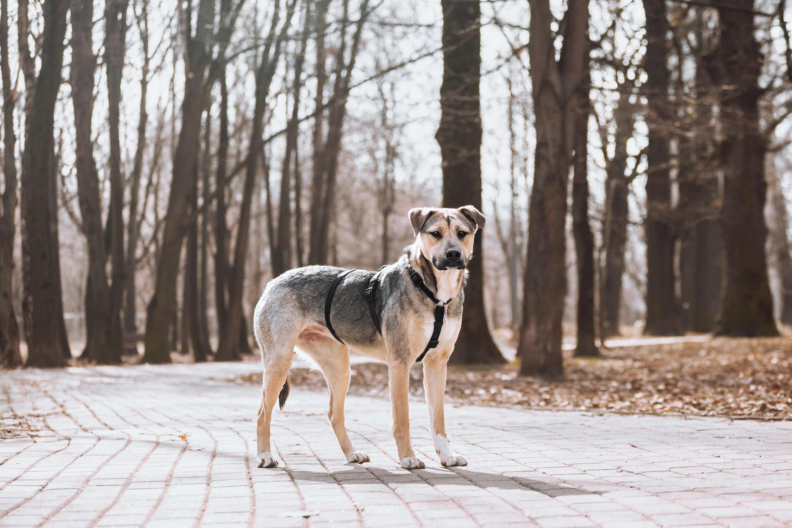 Собаки из приюта Дубовая роща весна 2025. Фотограф-анималист Татьяна Степанова