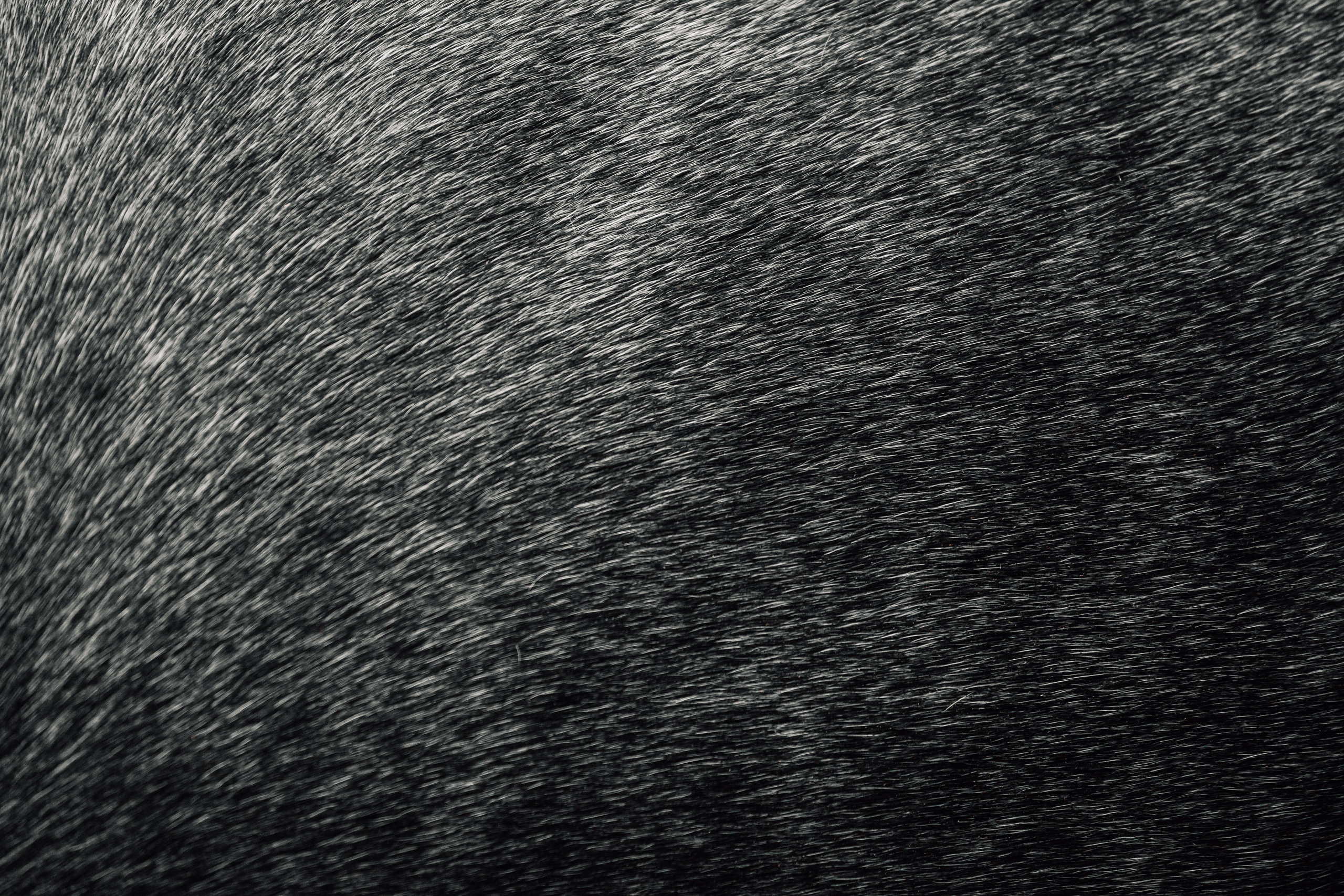 Аня и Джози. Фотограф-анималист Татьяна Степанова