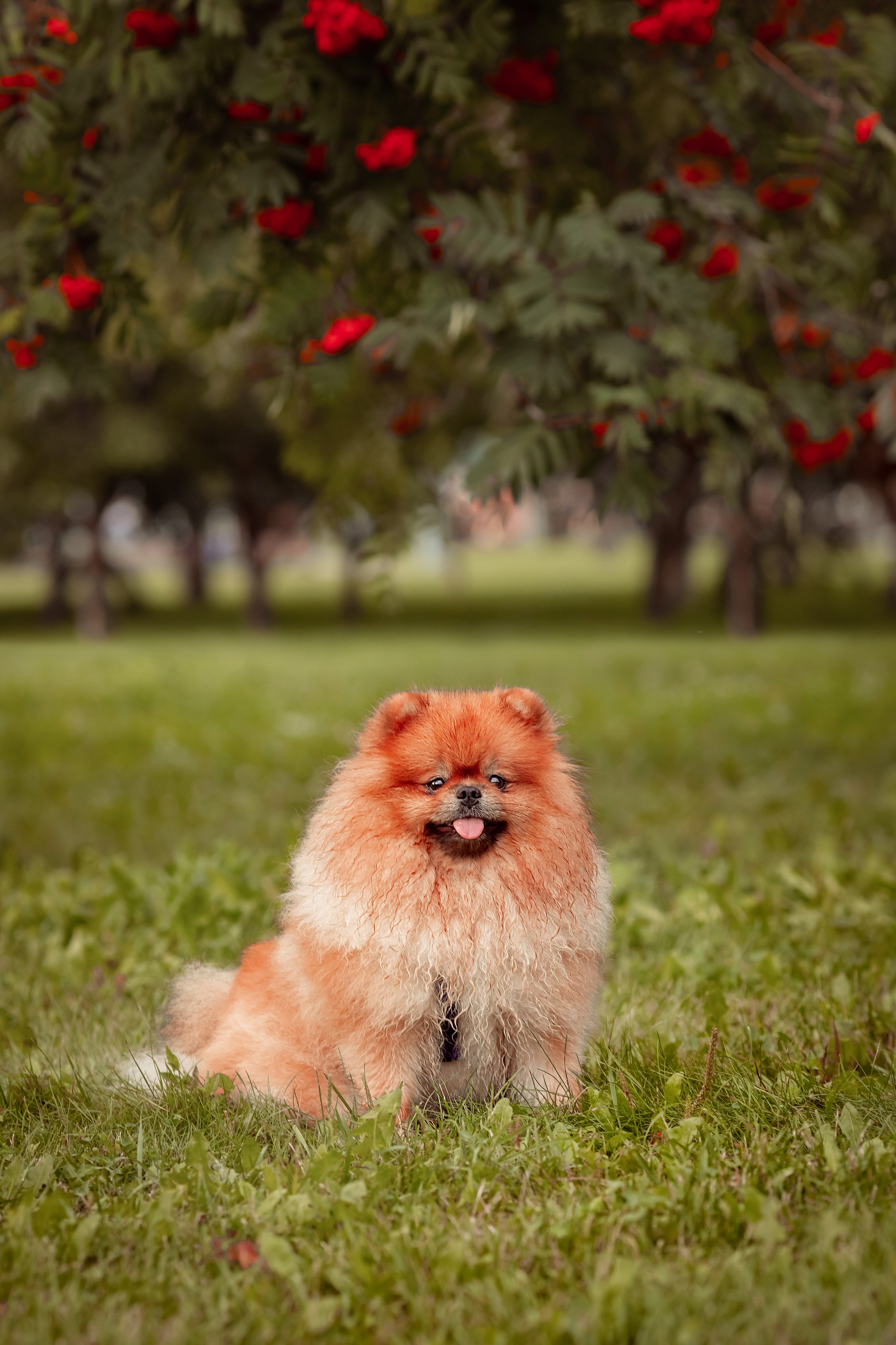 Анна с семьей. Семейный и детский фотограф в Москве Дорогова Екатерина