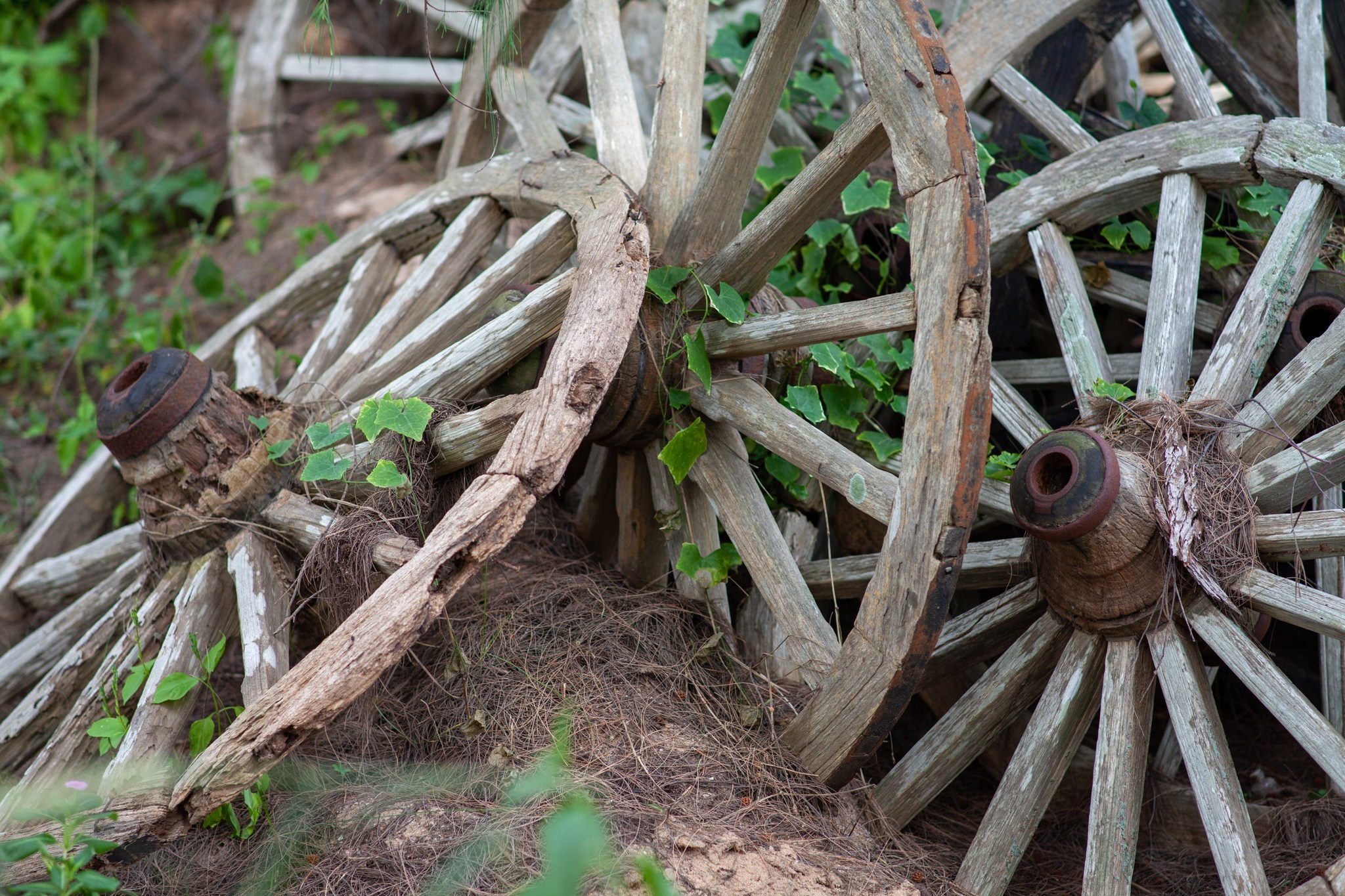 Находка в Таиланде, 2011. Фотограф Василий Буланов