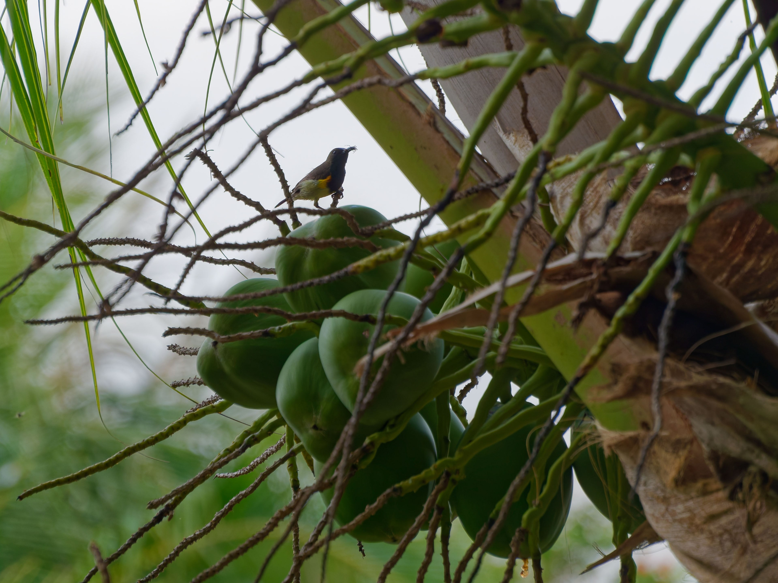 Хайнань 2026, птицы острова. Фотопрогулки по Миру