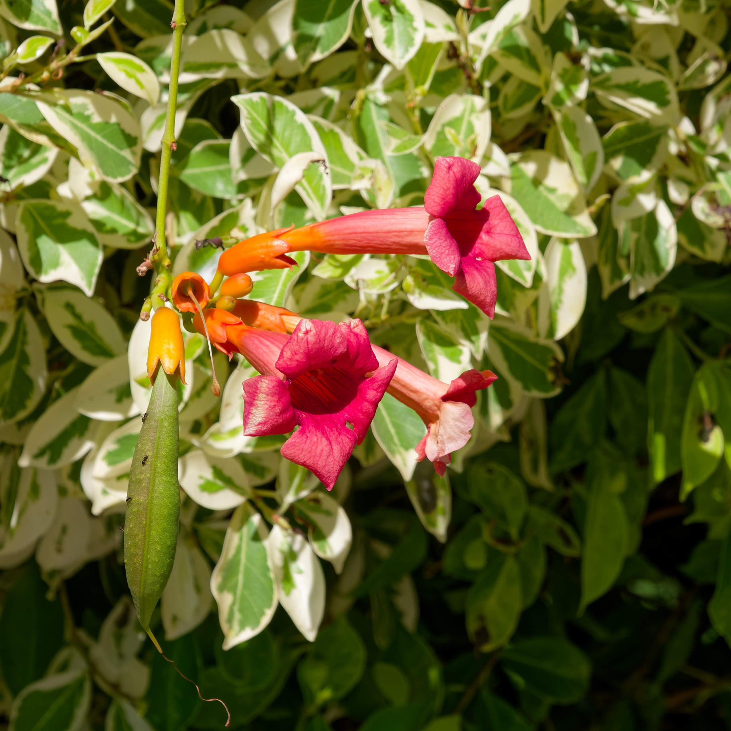 Алания 2025, природа. Избранные фотографии