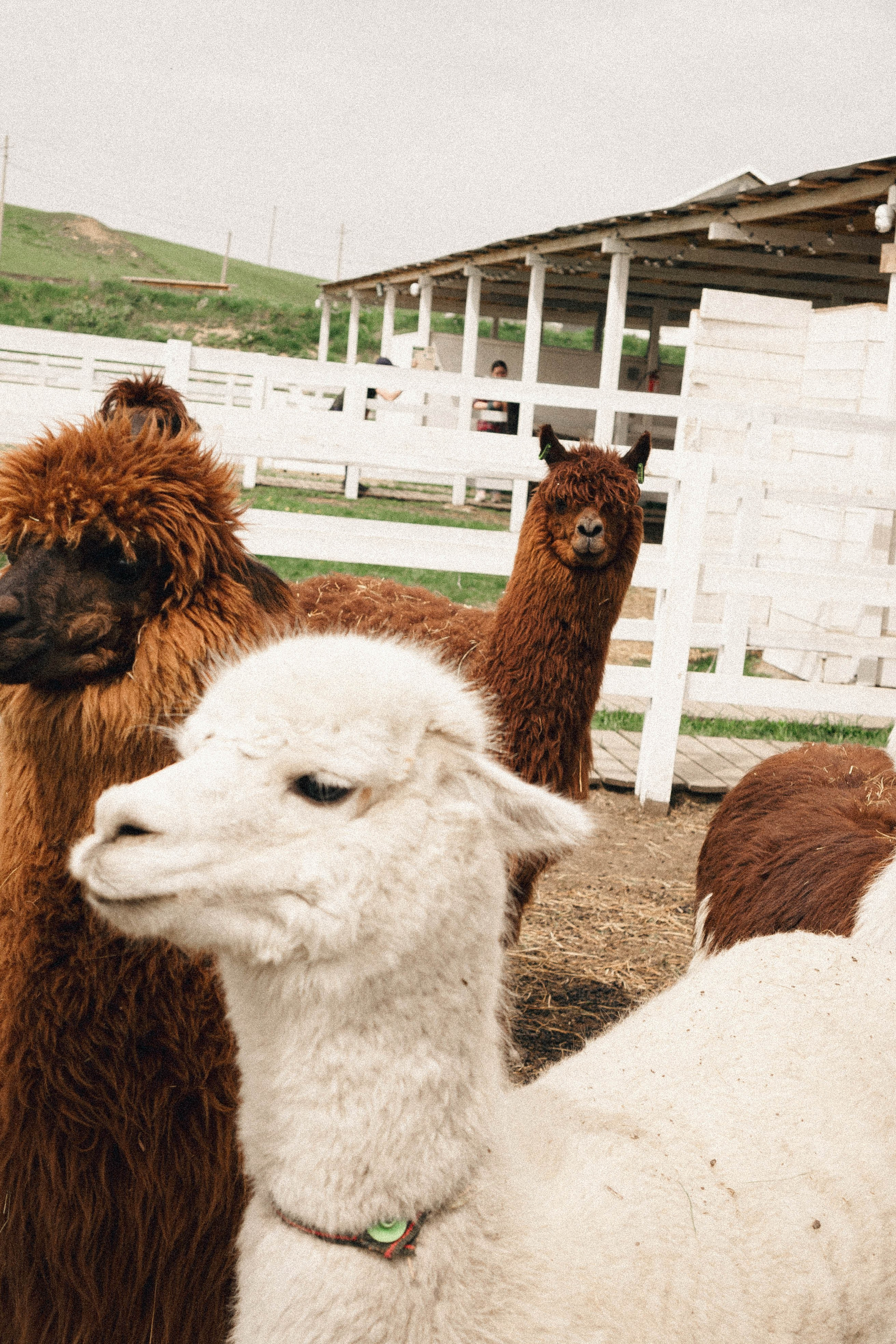 Ферма Альпак. Профессиональный фотограф, Санкт-Петербург — Виктория Богомолова