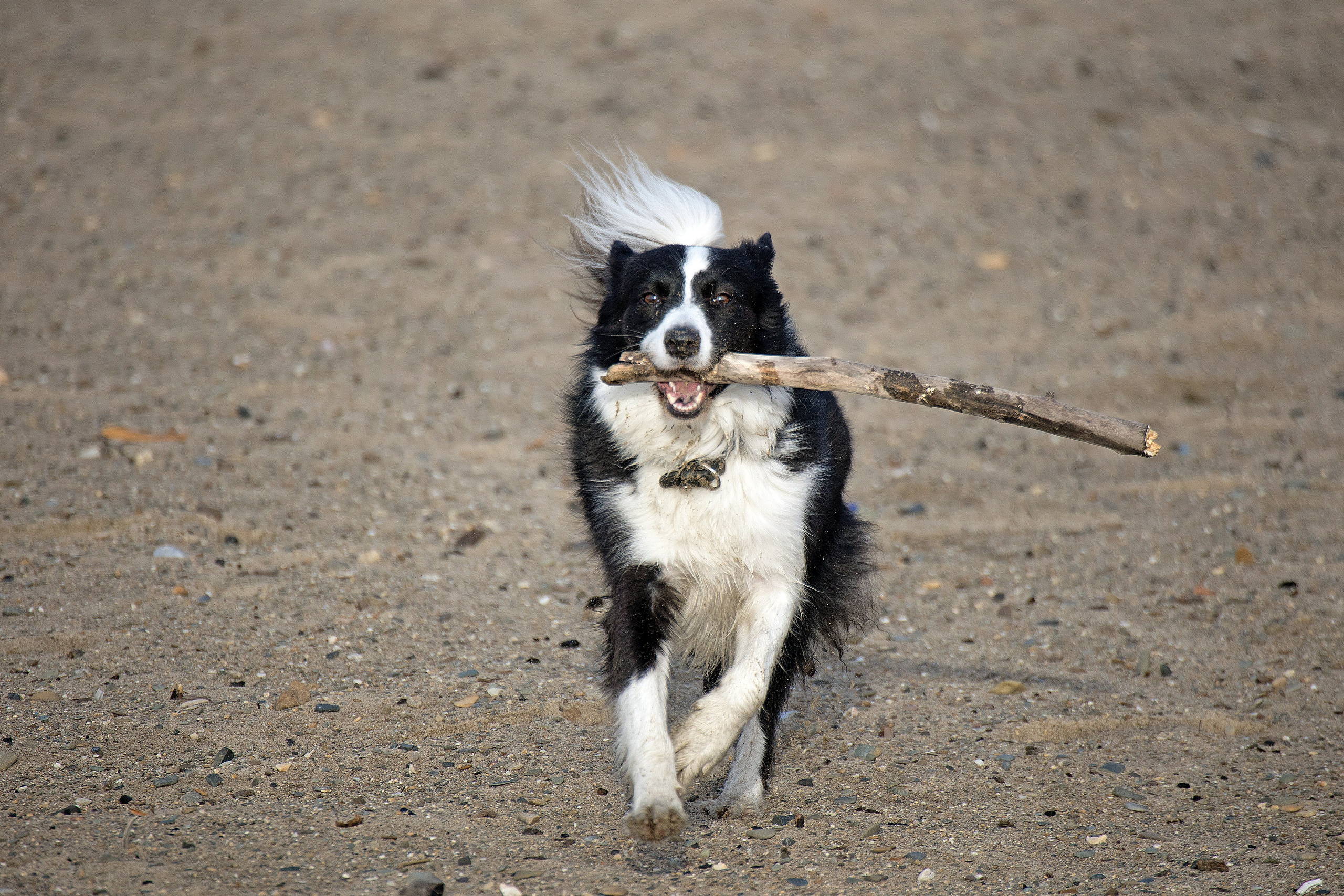 Животные. Атмосферные пейзажи, лошади, бабочки, Александр Кожухов