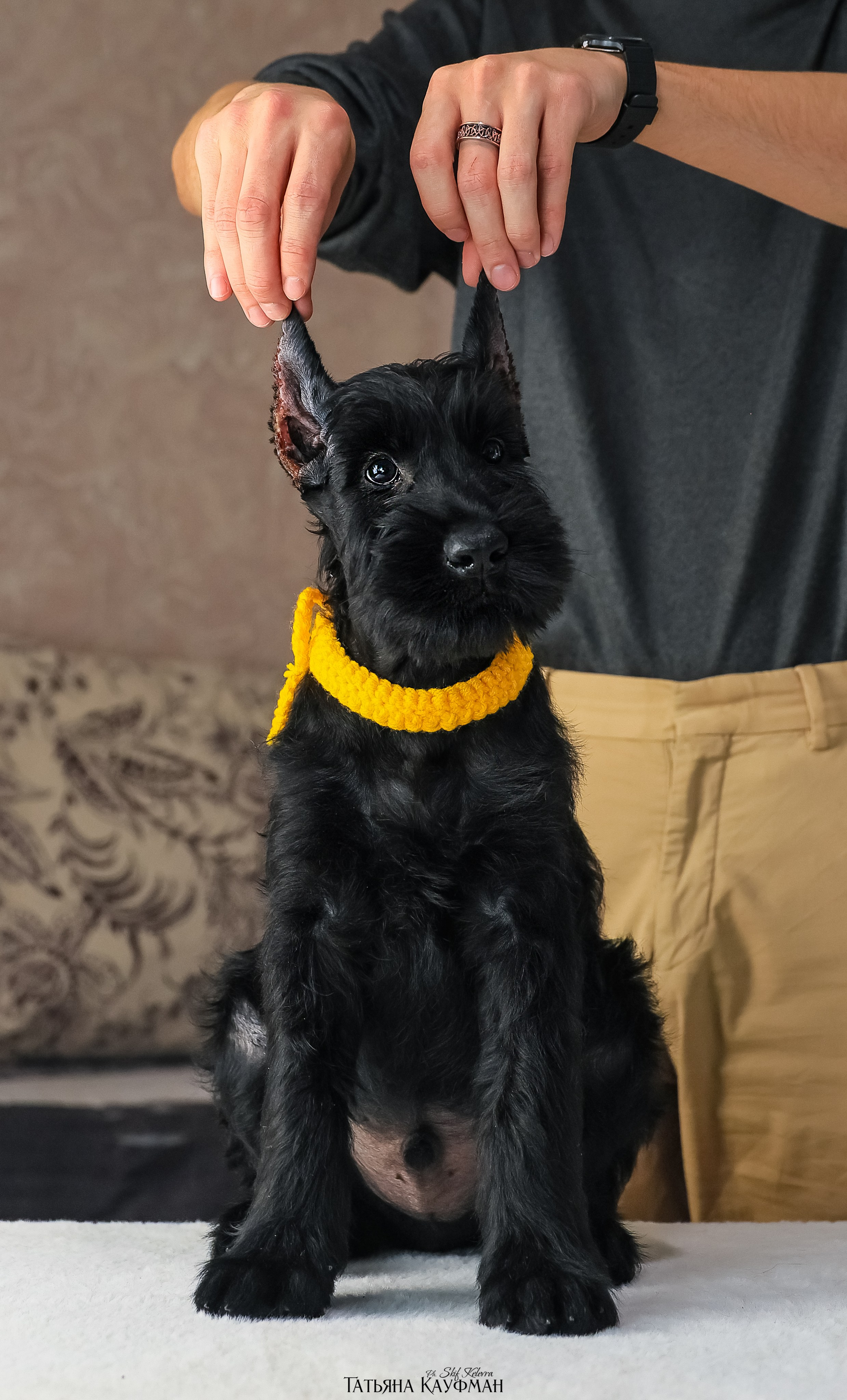 Ризеншнауцеры 2 месяца. Фотограф Анималист из Новосибирска Татьяна Кауфман